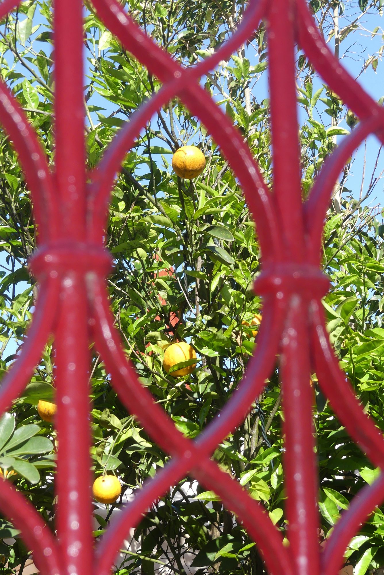 Orangenbaum in Mdina Malta