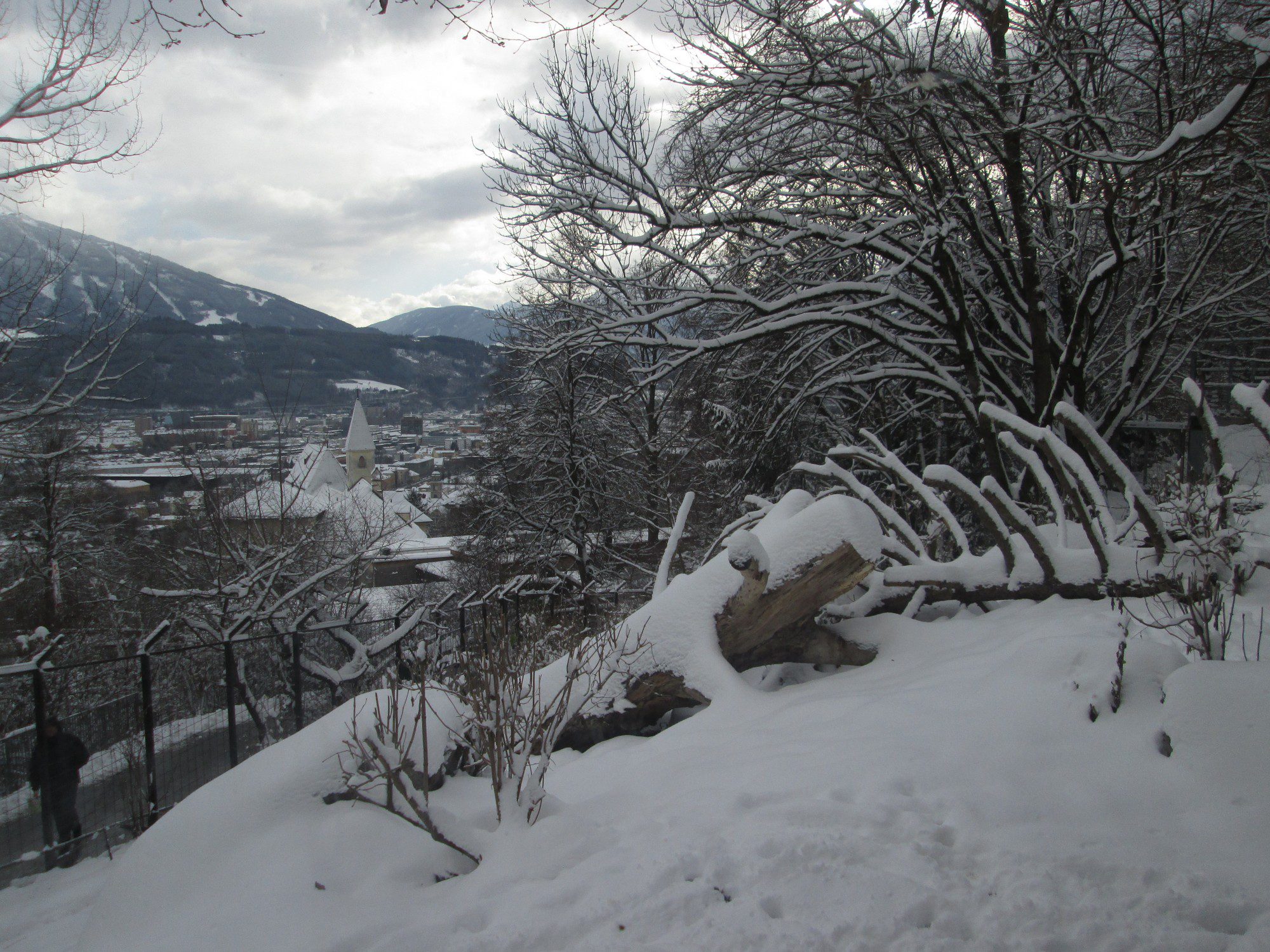 Wolfsgehege Alpenzoo Innsbruck
