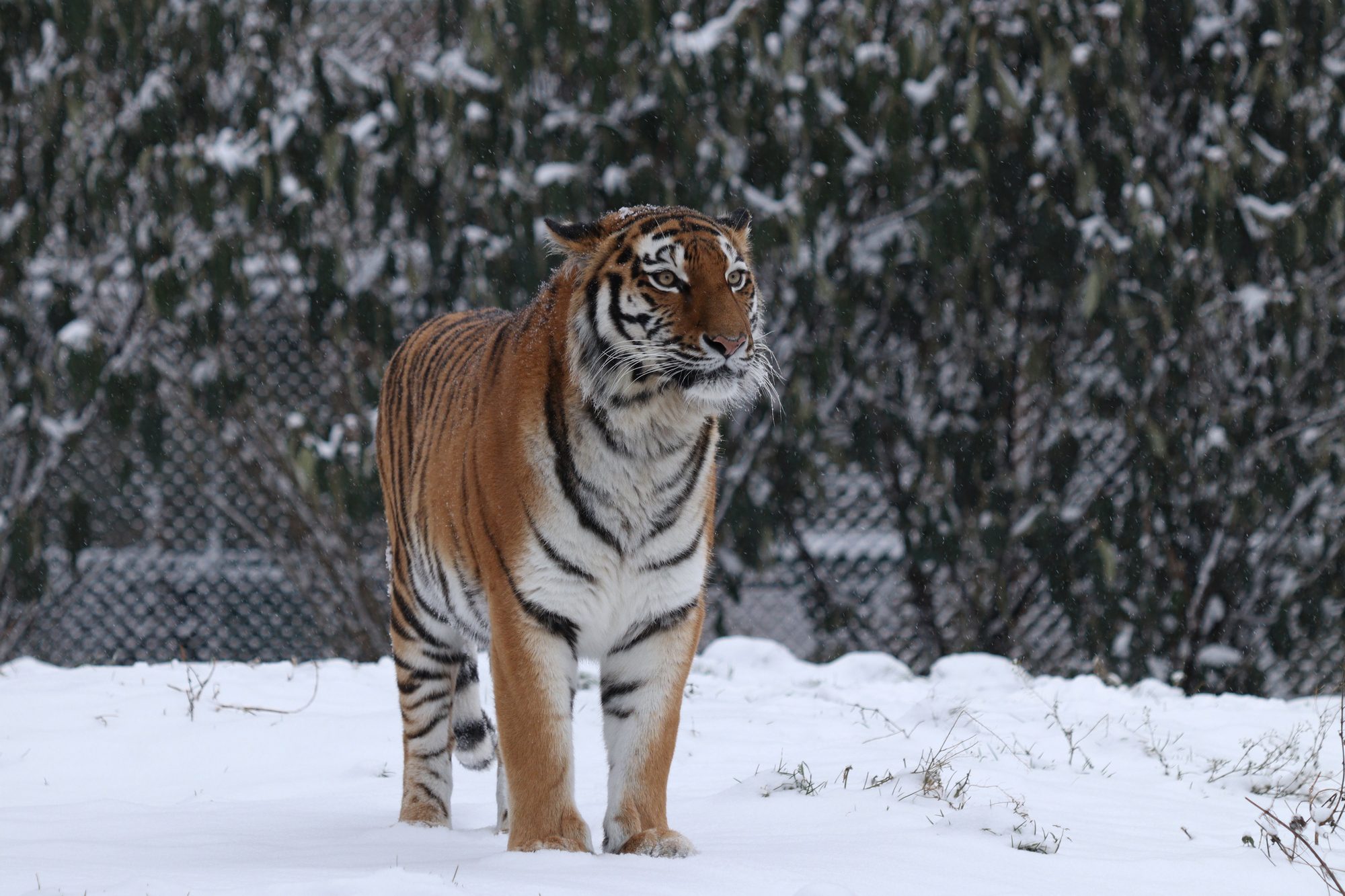 Sibirische Tigerin Ahimsa im Tierpark Hellabrunn
