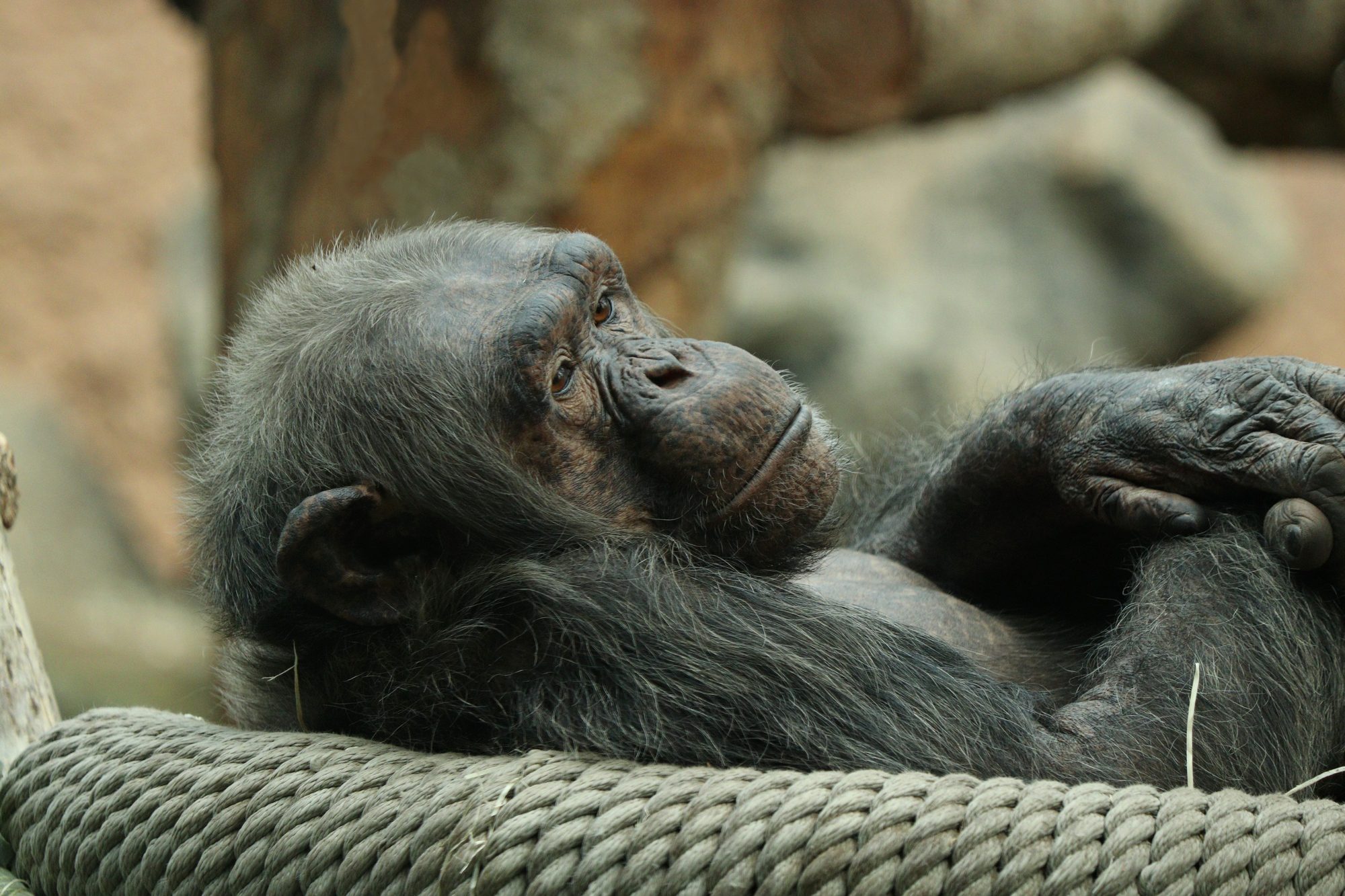 Schimpanse im Tierpark Hellabrunn