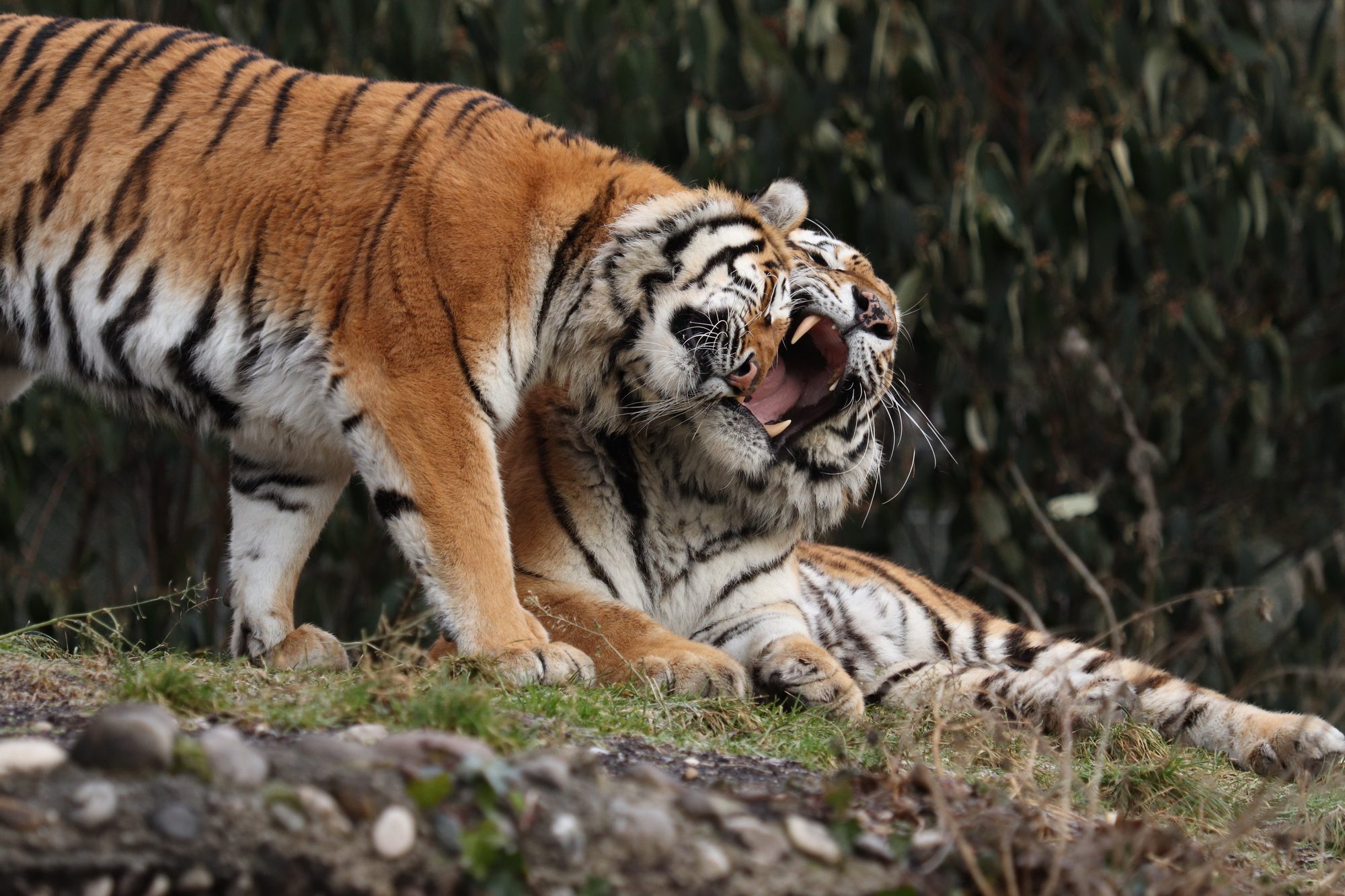 Sibirische Tiger Jegor und Ahimsa im Tierpark Hellabrunn