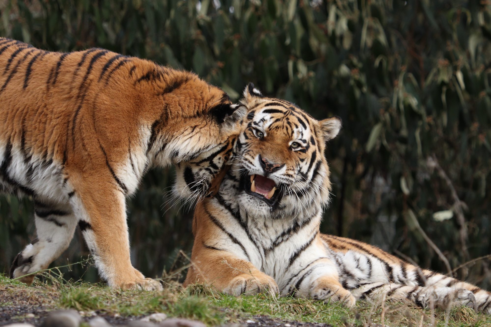 Sibirische Tiger Jegor und Ahimsa im Tierpark Hellabrunn schmusend