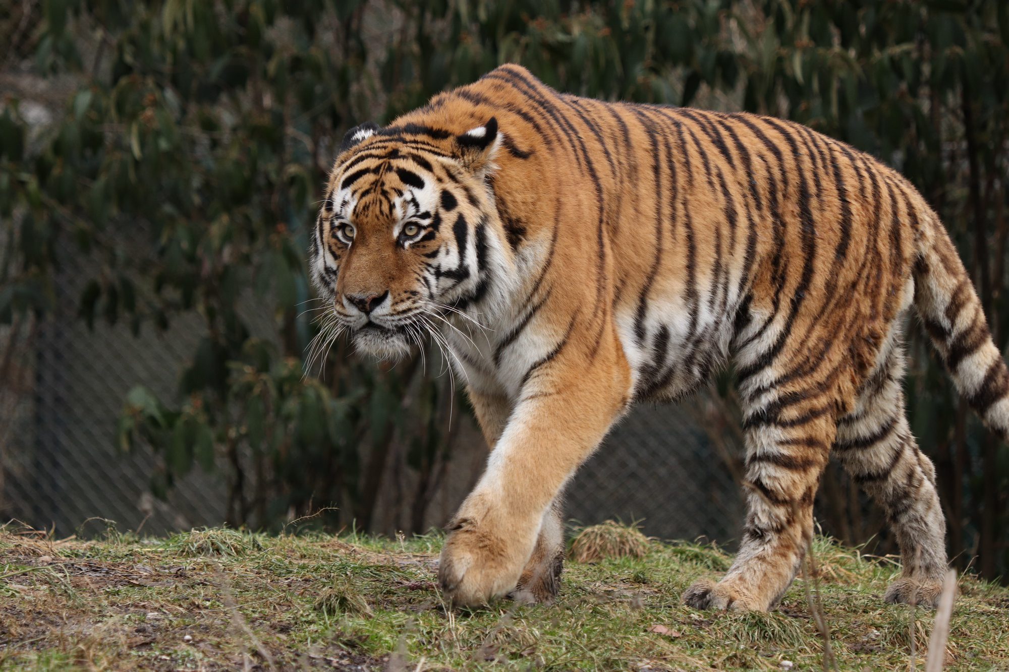 Sibirischer Tiger Jegor im Tierpark Hellabrunn