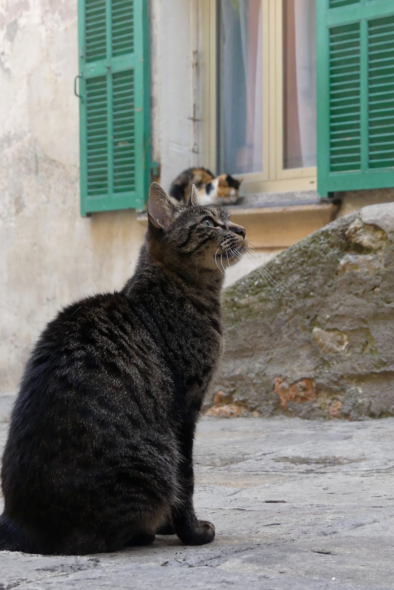 Katze in der Altstadt von Ventimiglia Italien