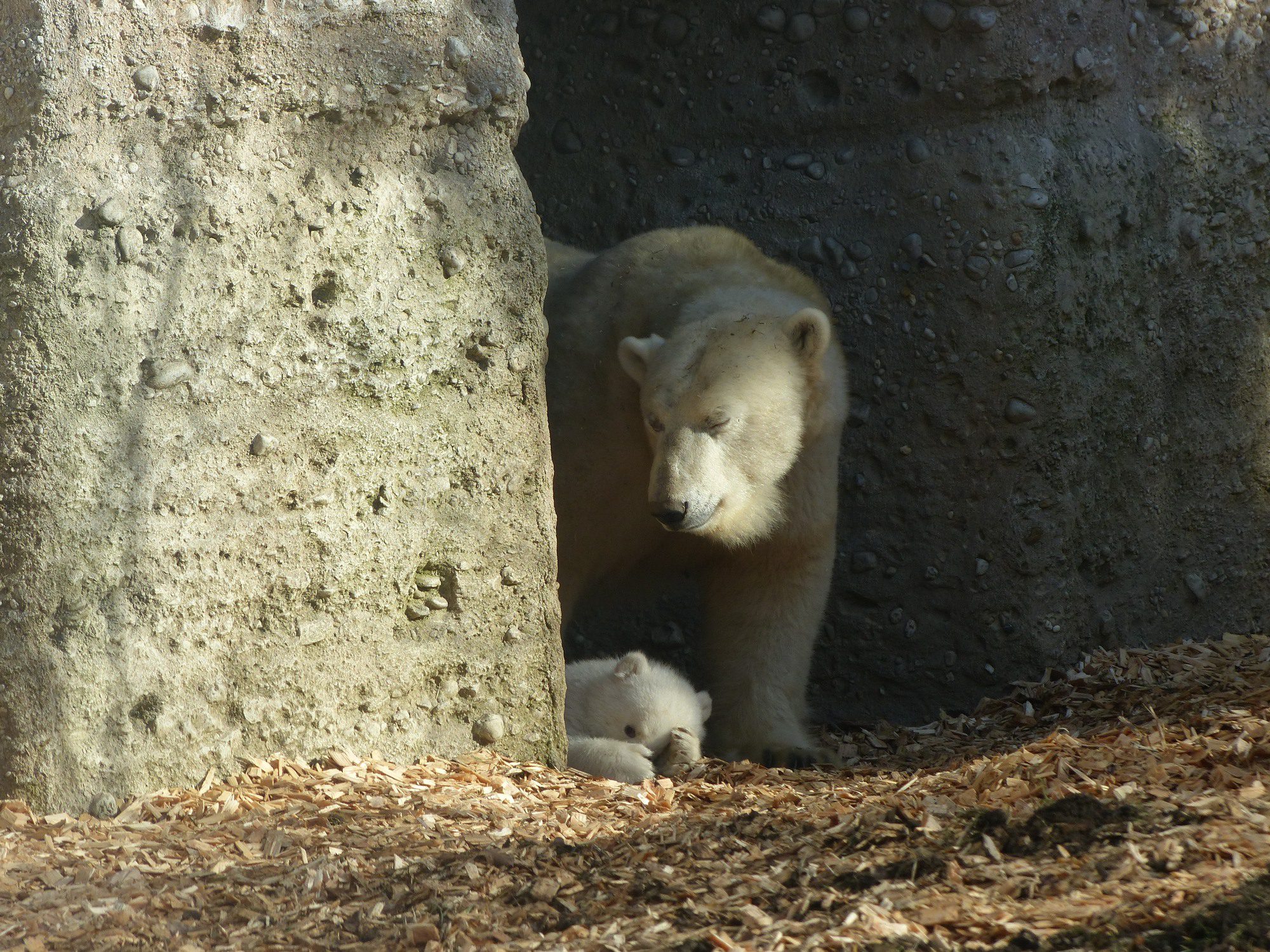 Eisbärin Giovanna und Tochter Quintana im Tierpark Hellabrunn Februar 2017