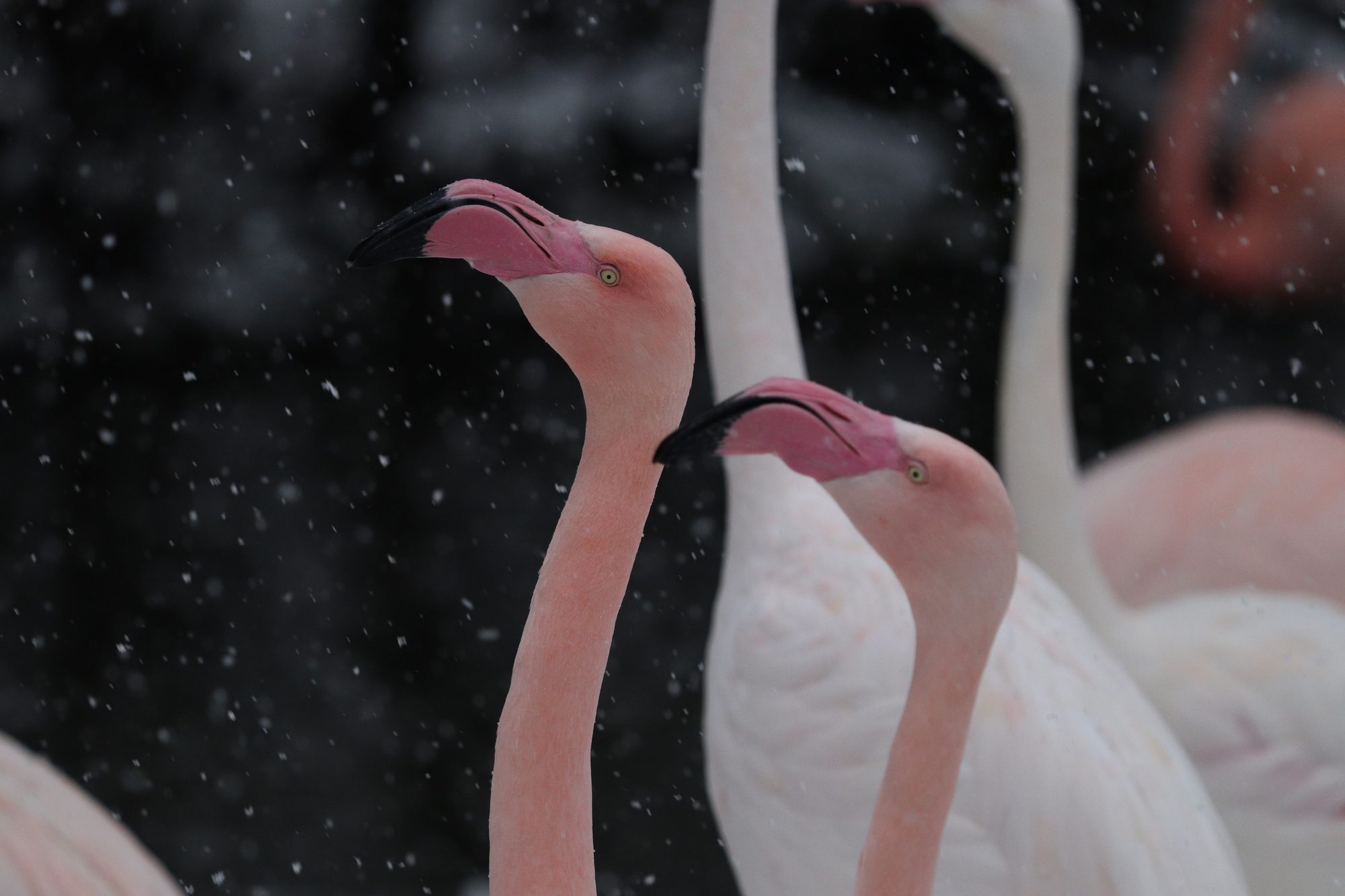 Rosa Flamingos im Tierpark Hellabrunn