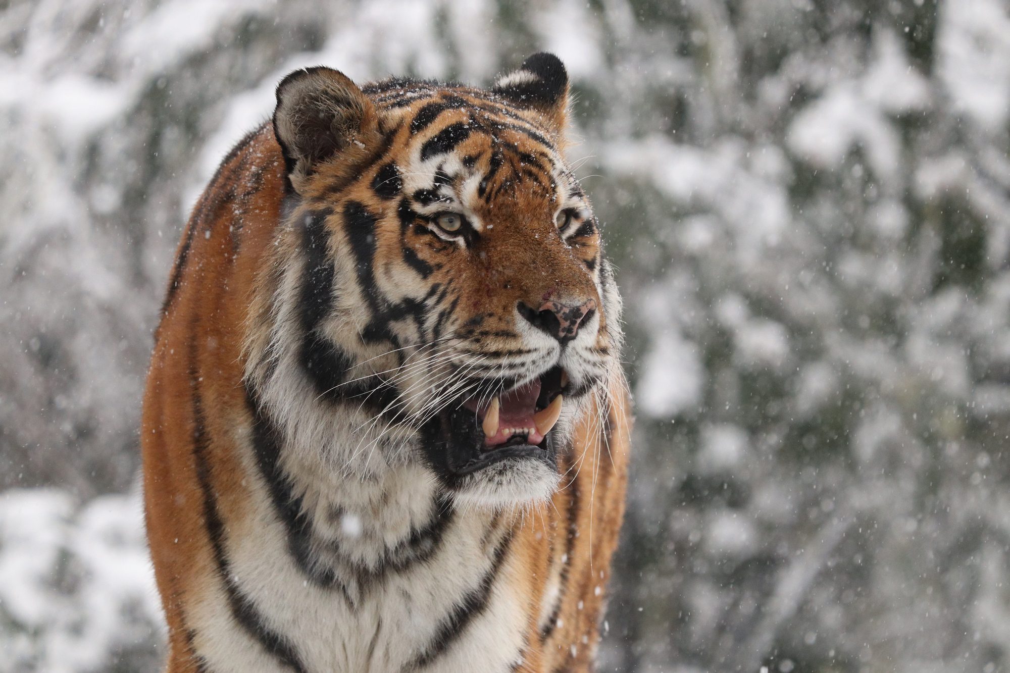 Sibirischer Tiger Jegor im Tierpark Hellabrunn