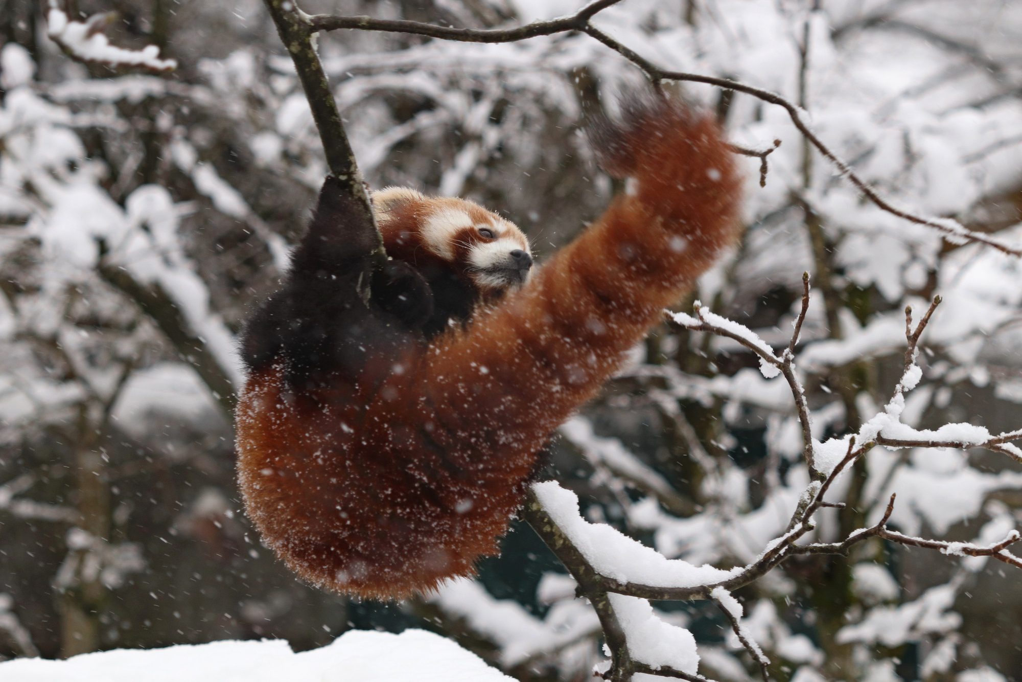 Roter Panda Shamina im Tierpark Hellabrunn