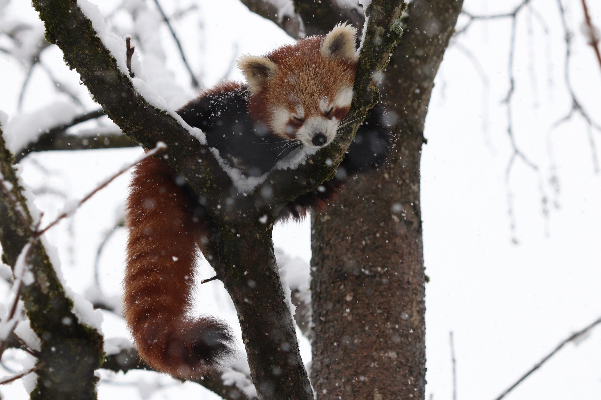 Roter Panda Shamina im Tierpark Hellabrunn