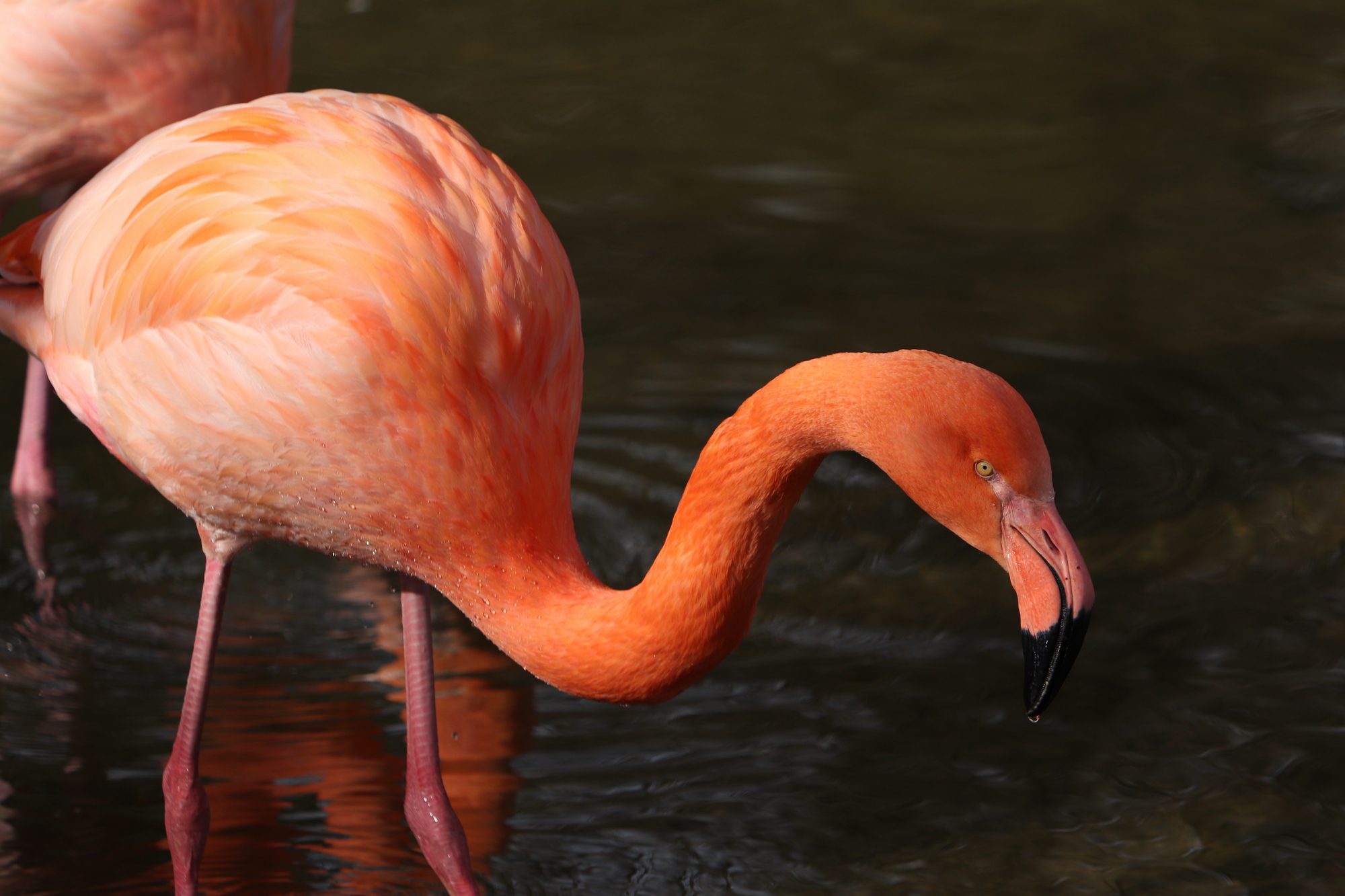 Roter Flamingo im Tierpark Hellabrunn