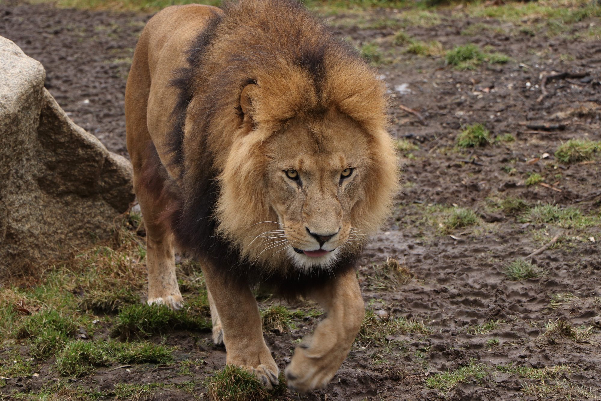 Afrikanischer Löwe Benny im Tierpark Hellabrunn