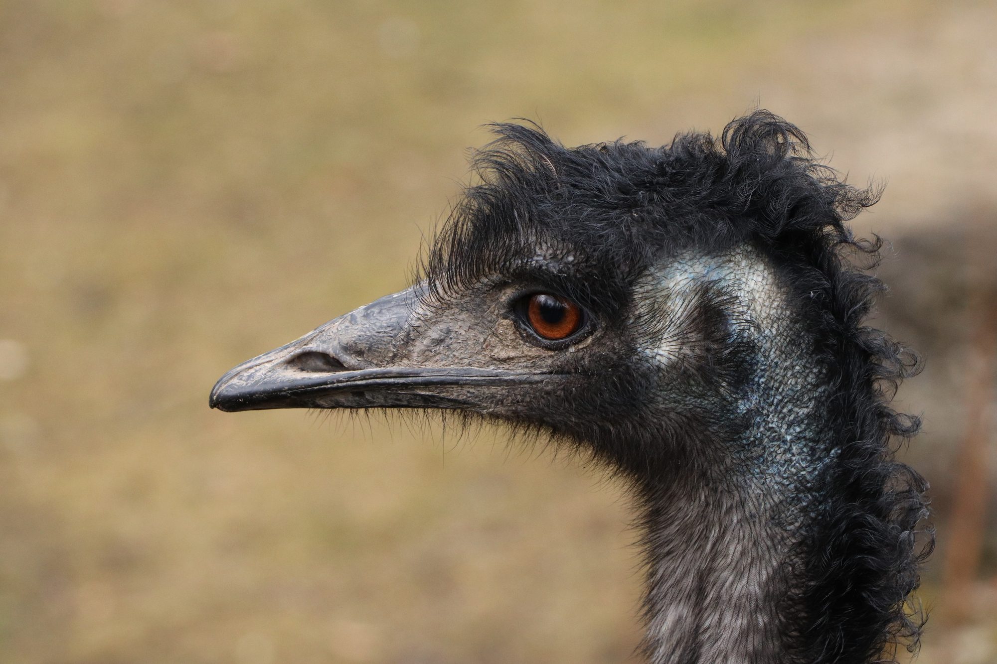 Emu im Tierpark Hellabrunn