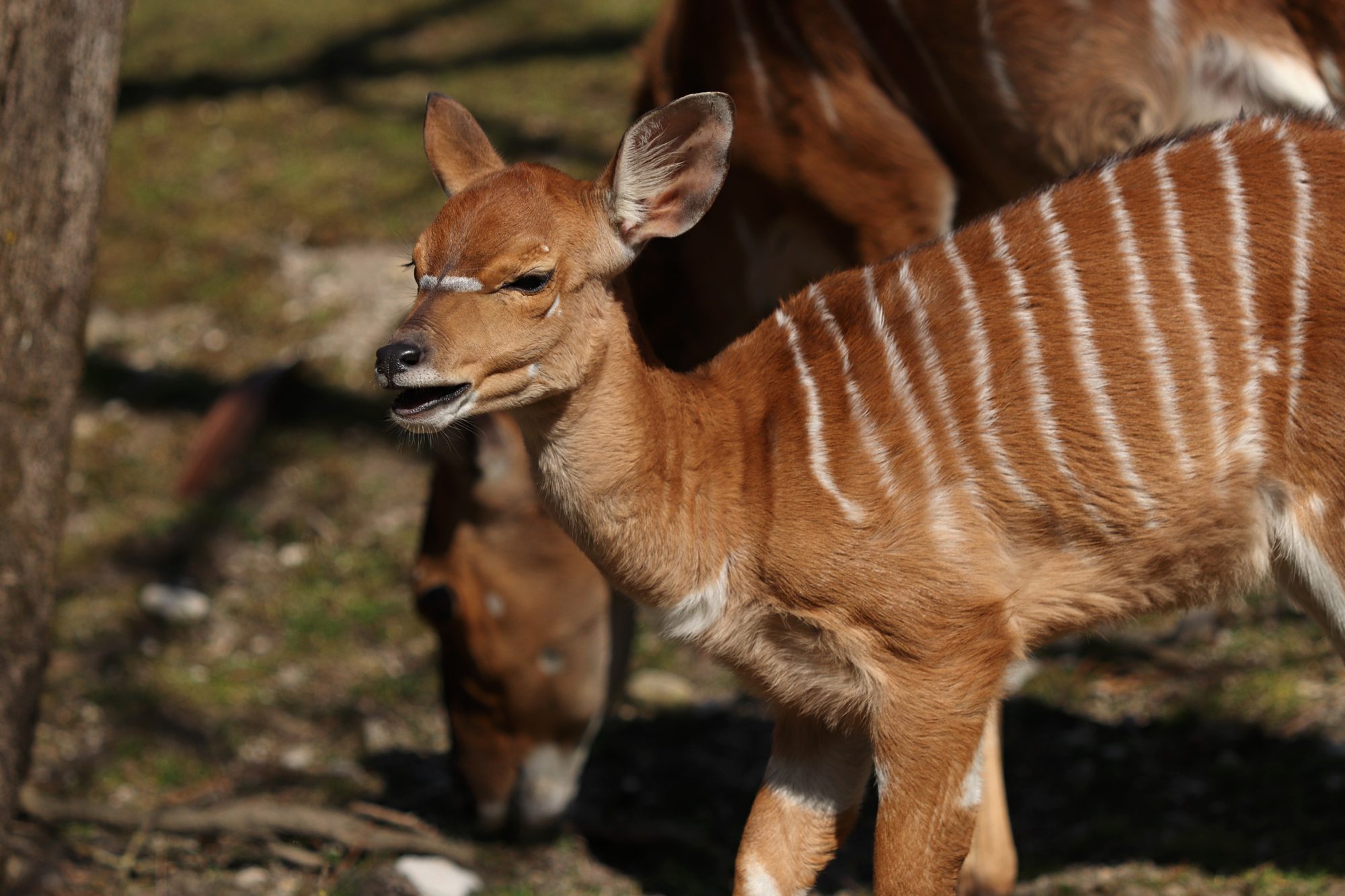 Nyala-Nachwuchs im Tierpark Hellabrunn