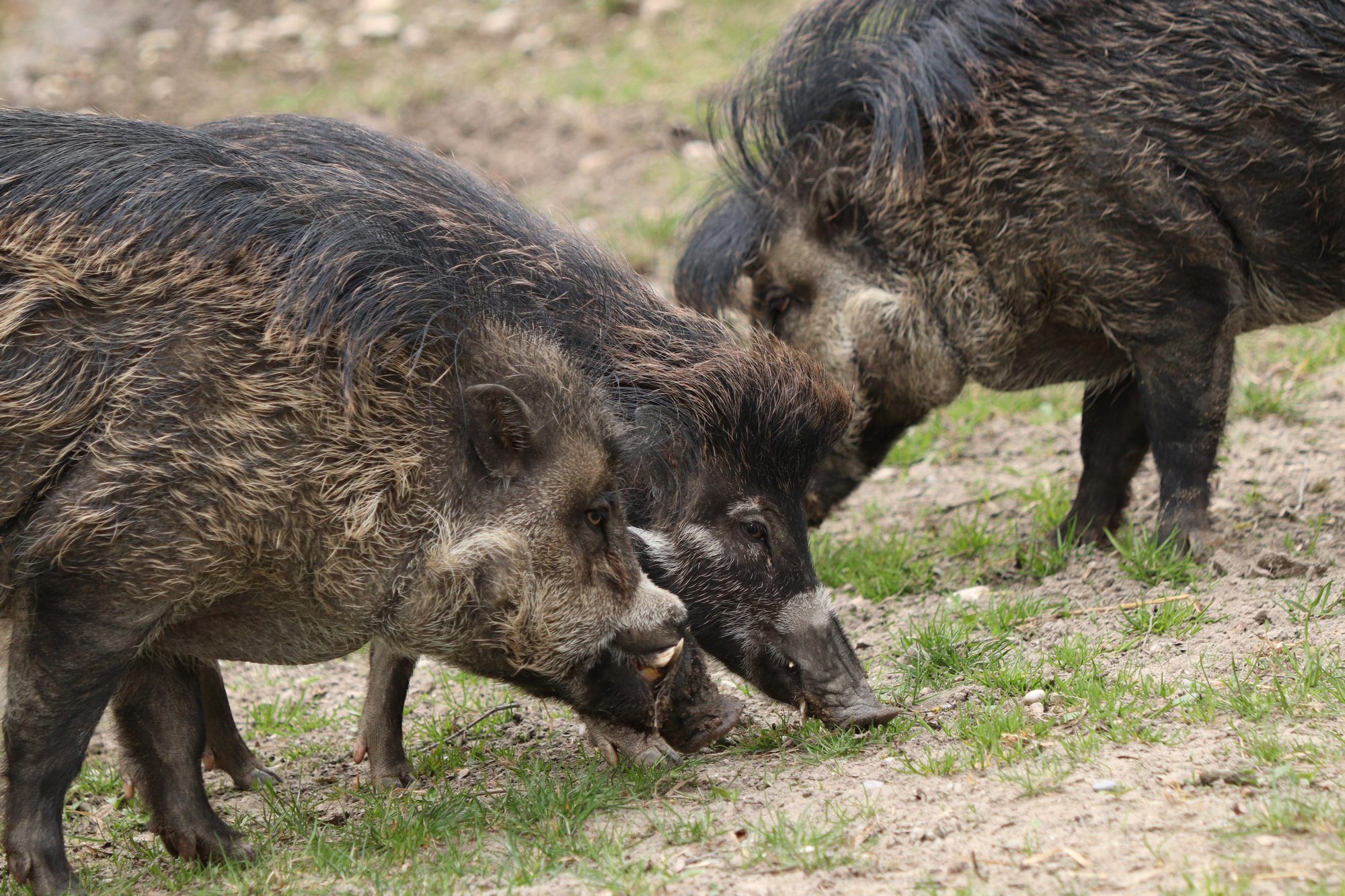 Visayas-Pustelschweine im Tierpark Hellabrunn
