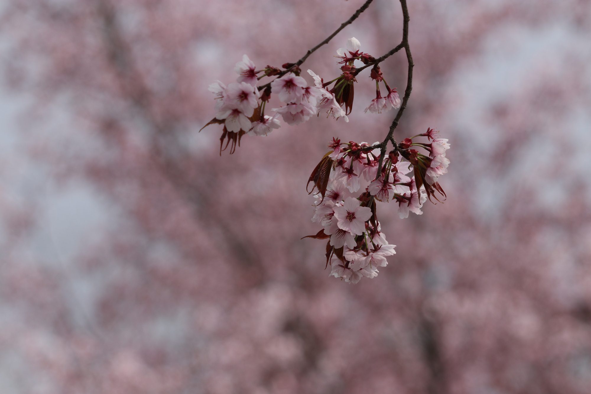 Kirschblüten im Tierpark Hellabrunn