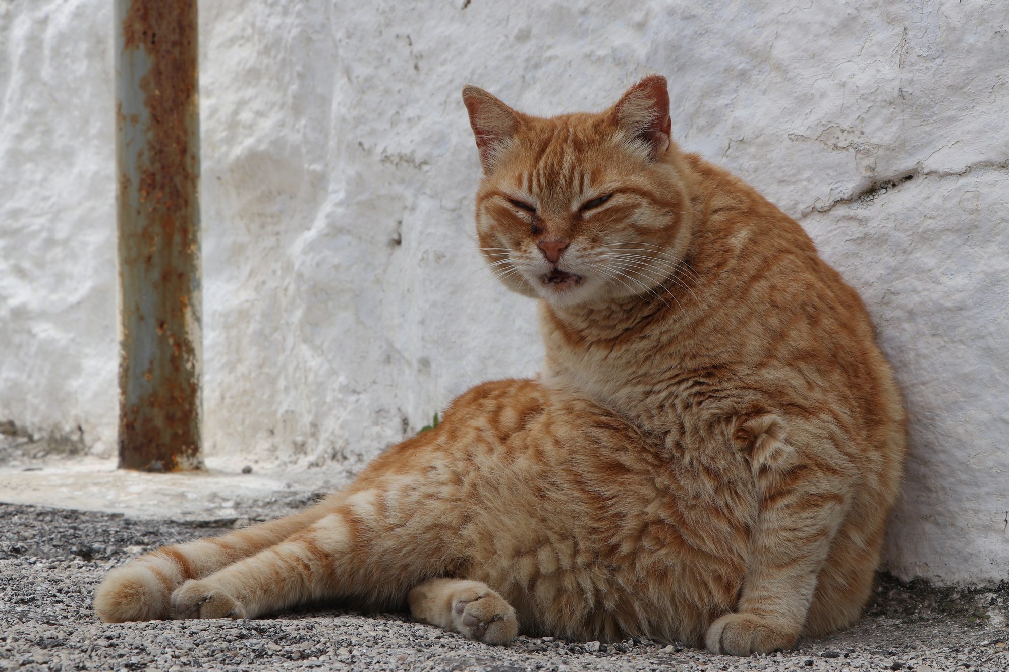 Katze in Ano Mera auf Mykonos