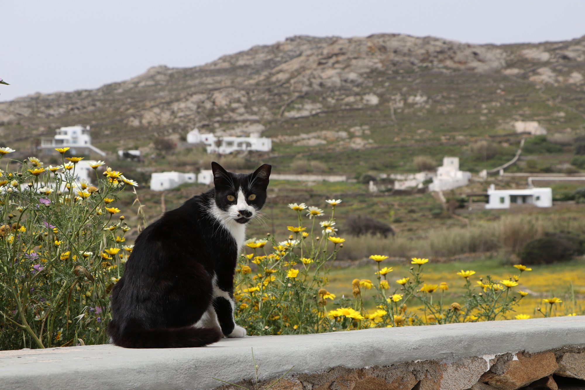 Katze in Ano Mera auf Mykonos