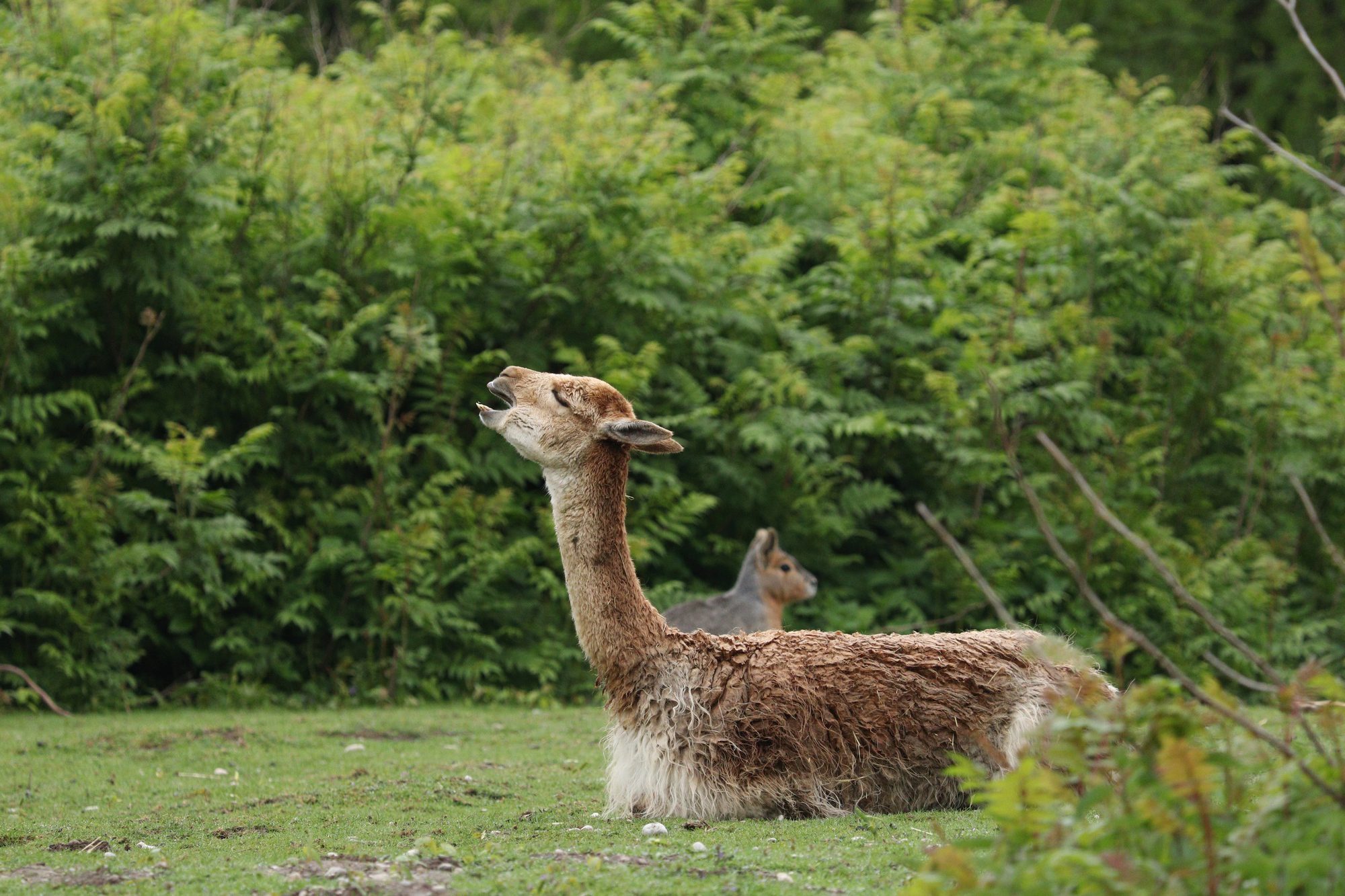 Gähnendes Vikunja im Tierpark Hellabrunn