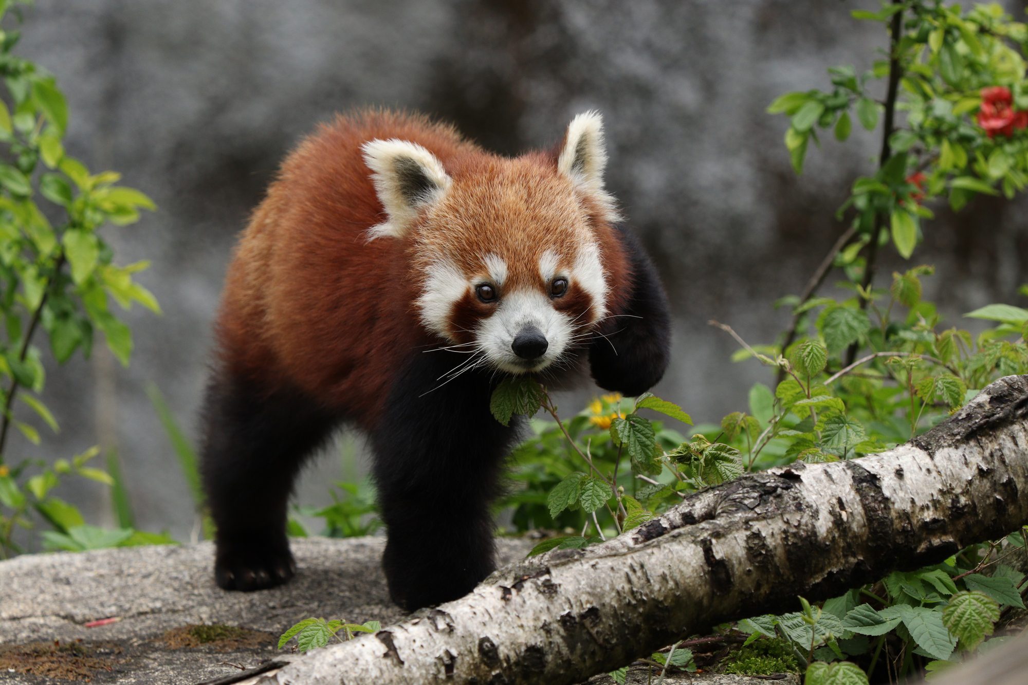 Roter Panda Shamina im Tierpark Hellabrunn