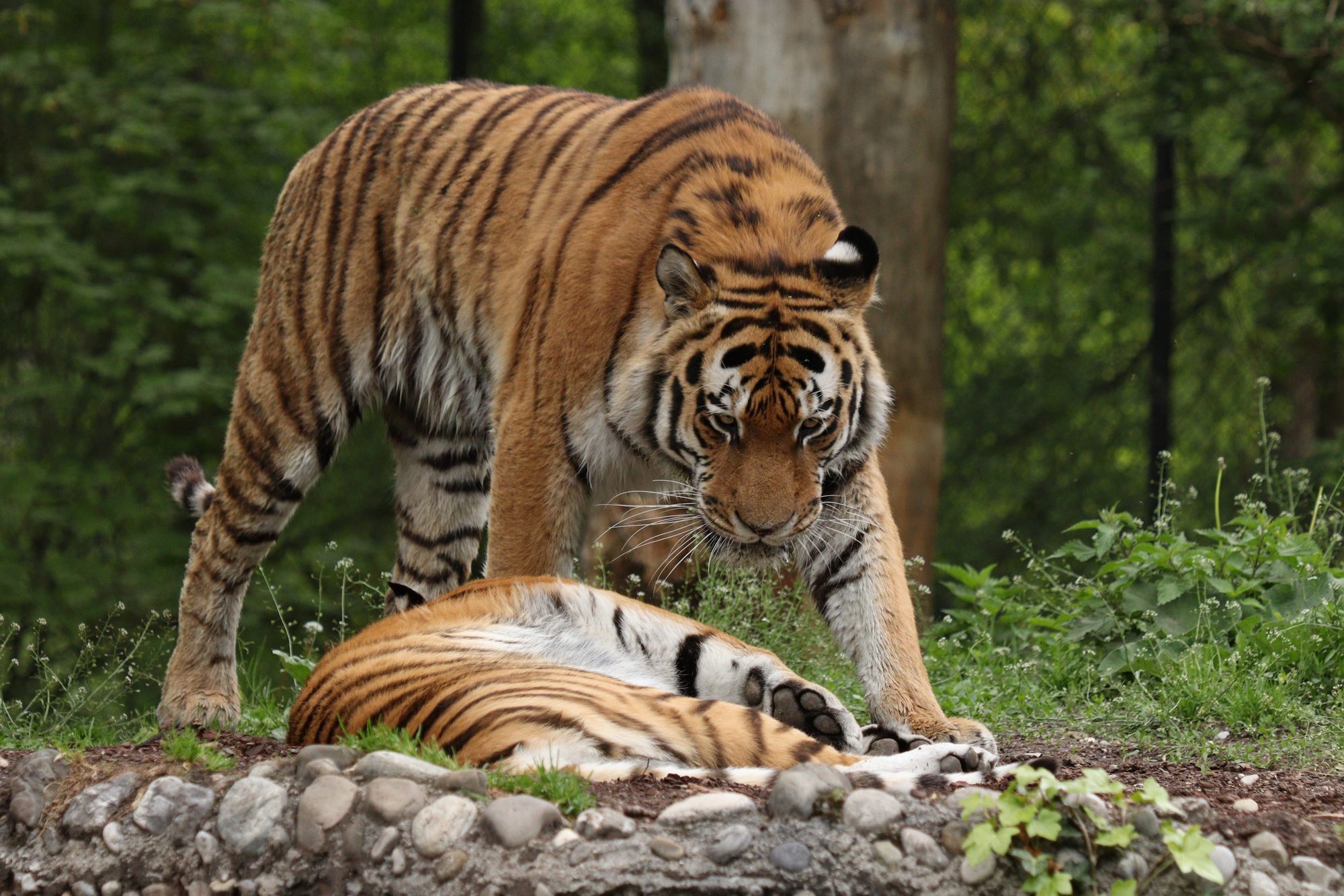 Sibirische Tiger Jegor und Ahimsa im Tierpark Hellabrunn