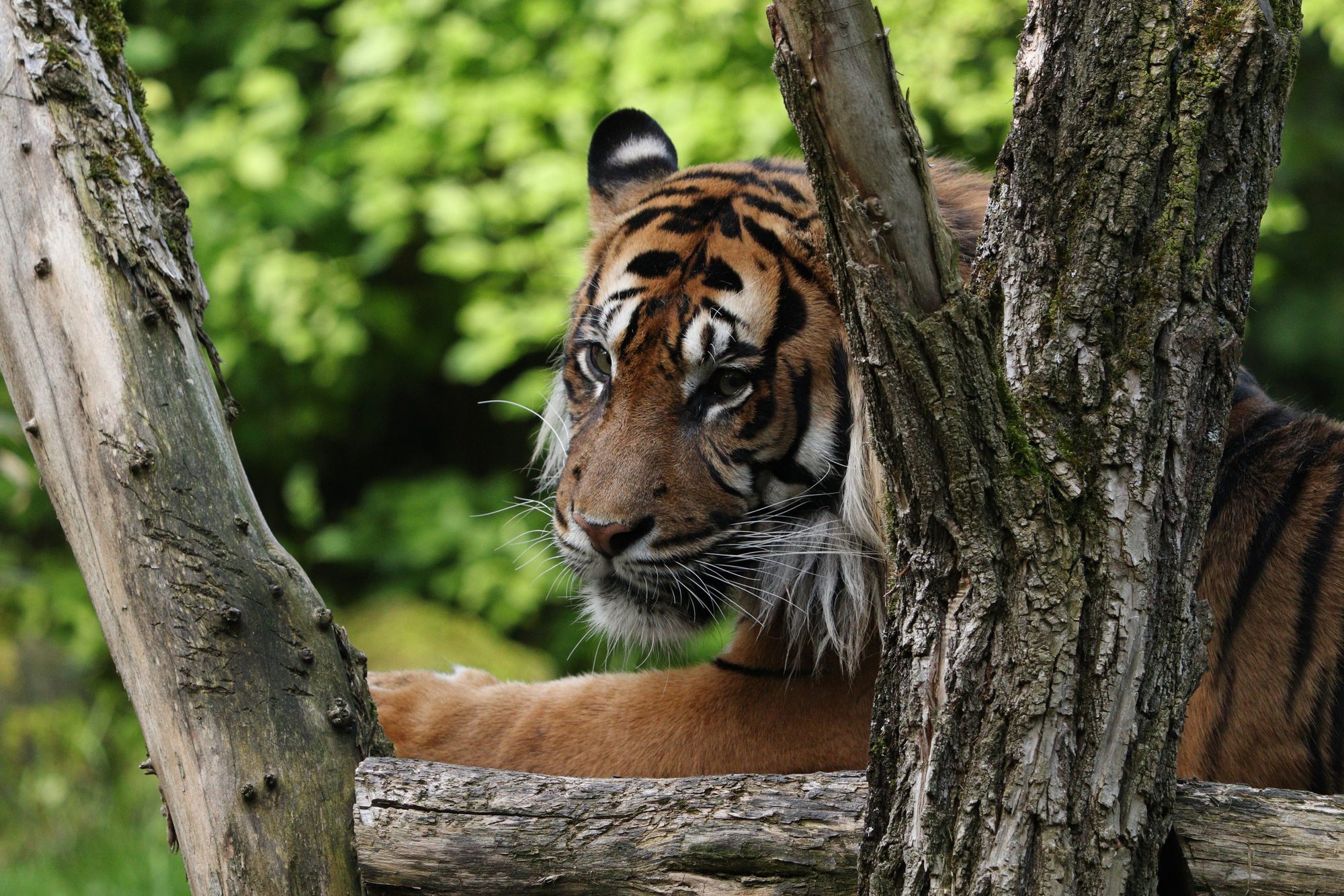 Sumatra-Tiger Dhjala im Zoo Augsburg