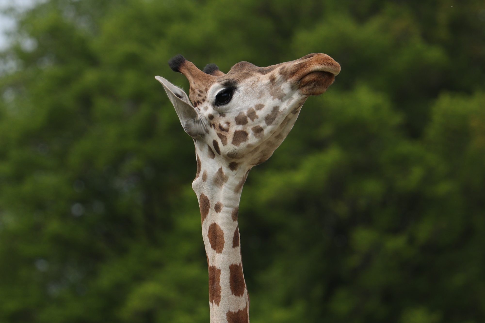Giraffe im Zoo Augsburg