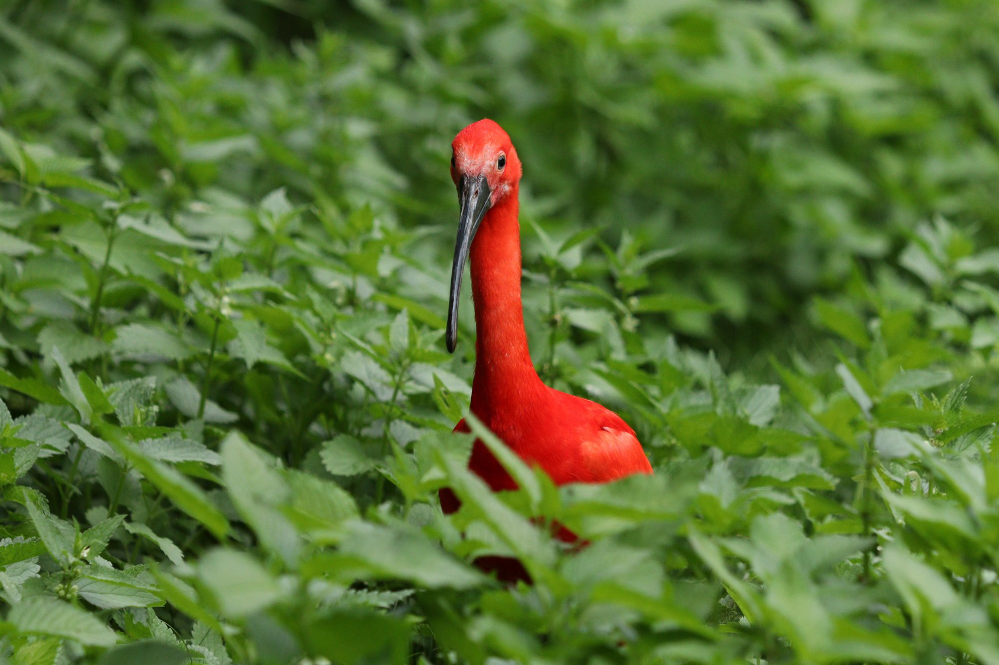 Roter Sichler im Tierpark Hellabrunn