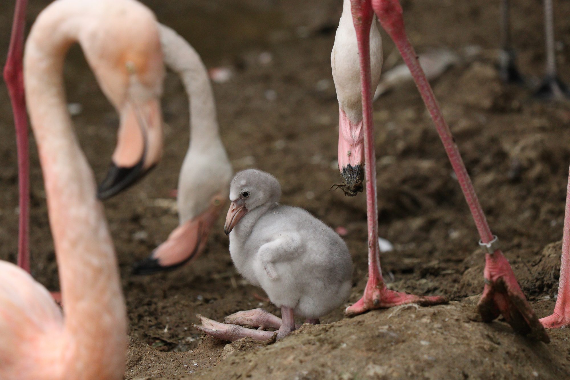 Flamingo-Küken im Tierpark Hellabrunn