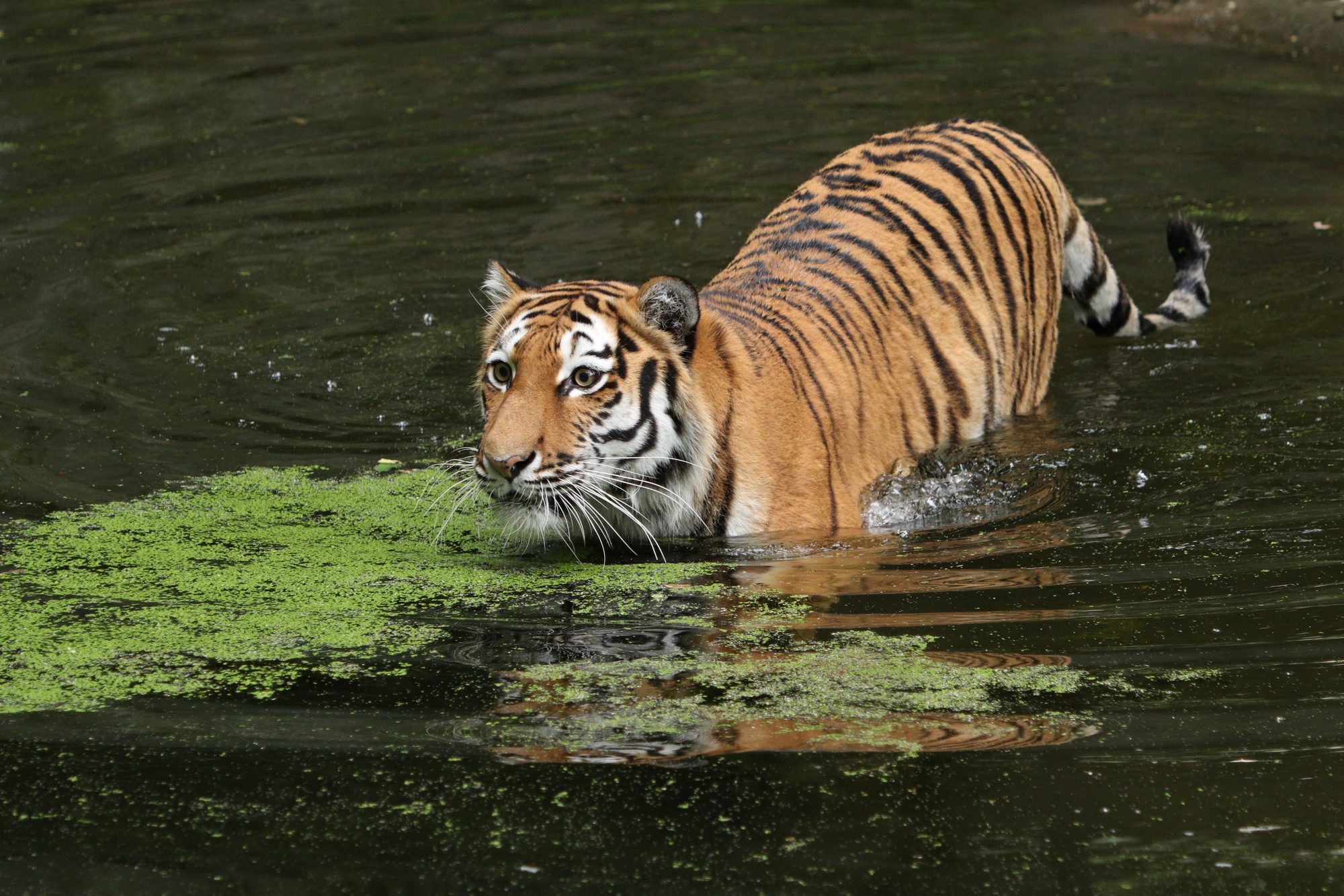 Sibirische Tigerin Ahimsa im Wasser Tierpark Hellabrunn