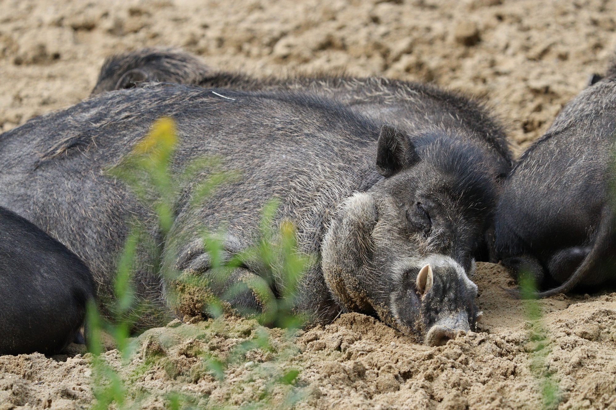 Visayas-Pustelschweine im Tierpark Hellabrunn