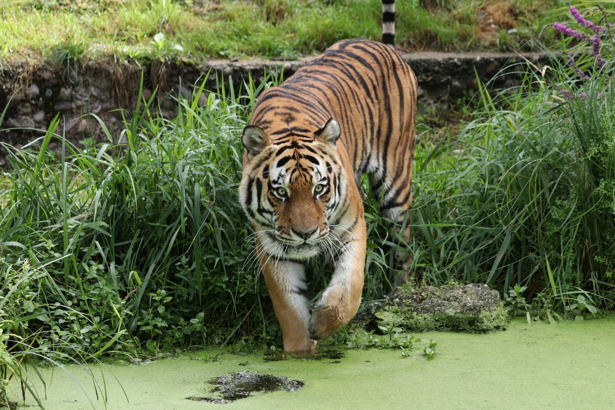 Sibirischer Tiger Jegor im Tierpark Hellabrunn am Wasser