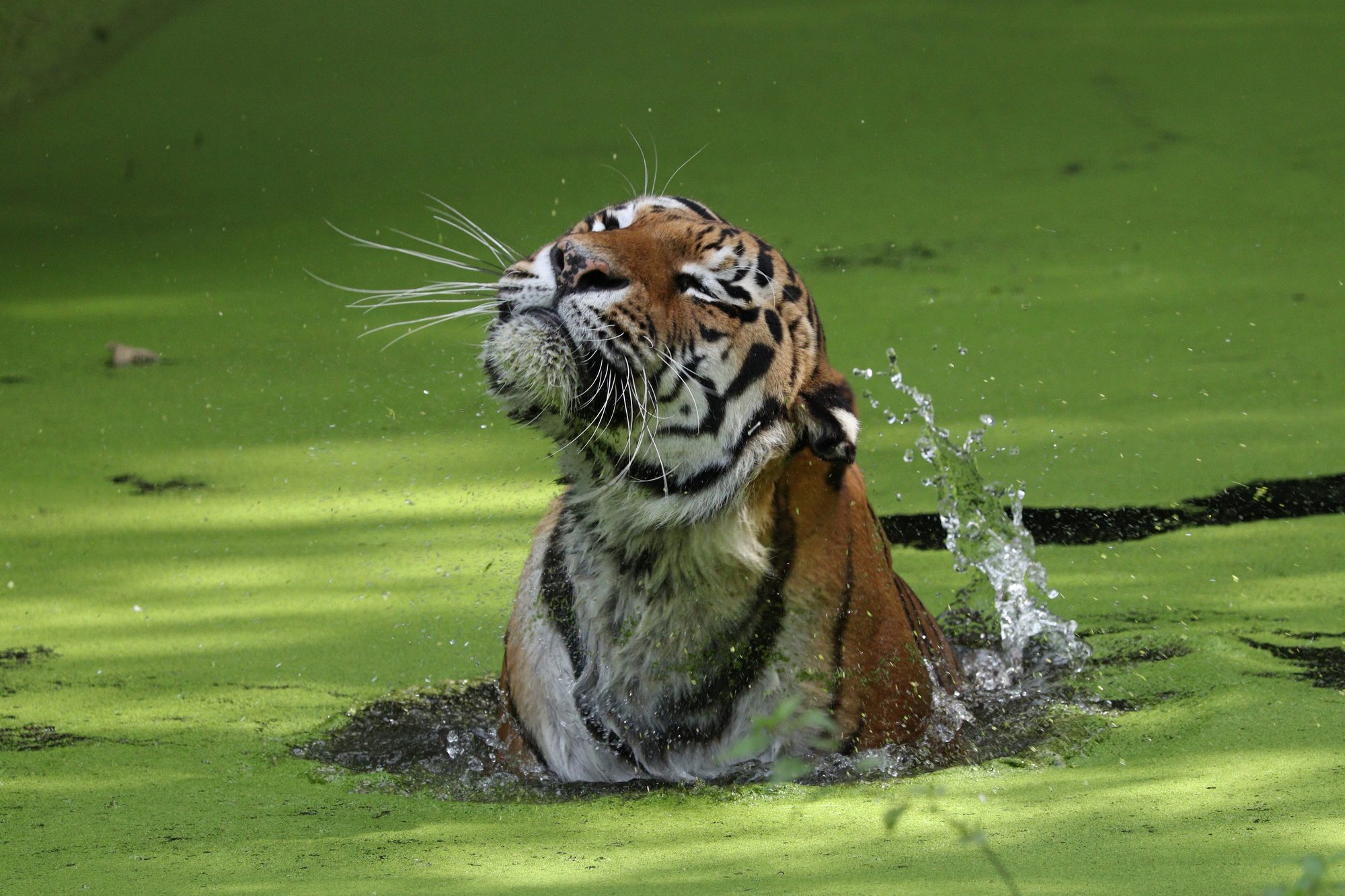 Sibirischer Tiger Jegor im Wasser Tierpark Hellabrunn
