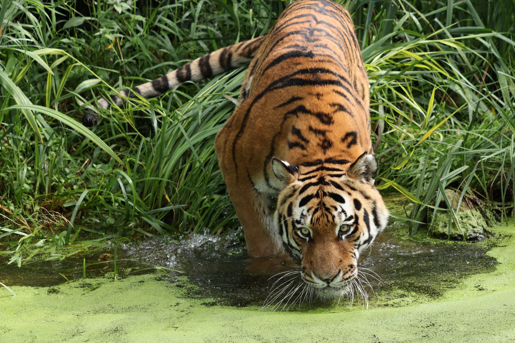 Sibirischer Tiger Jegor am Wasser Tierpark Hellabrunn