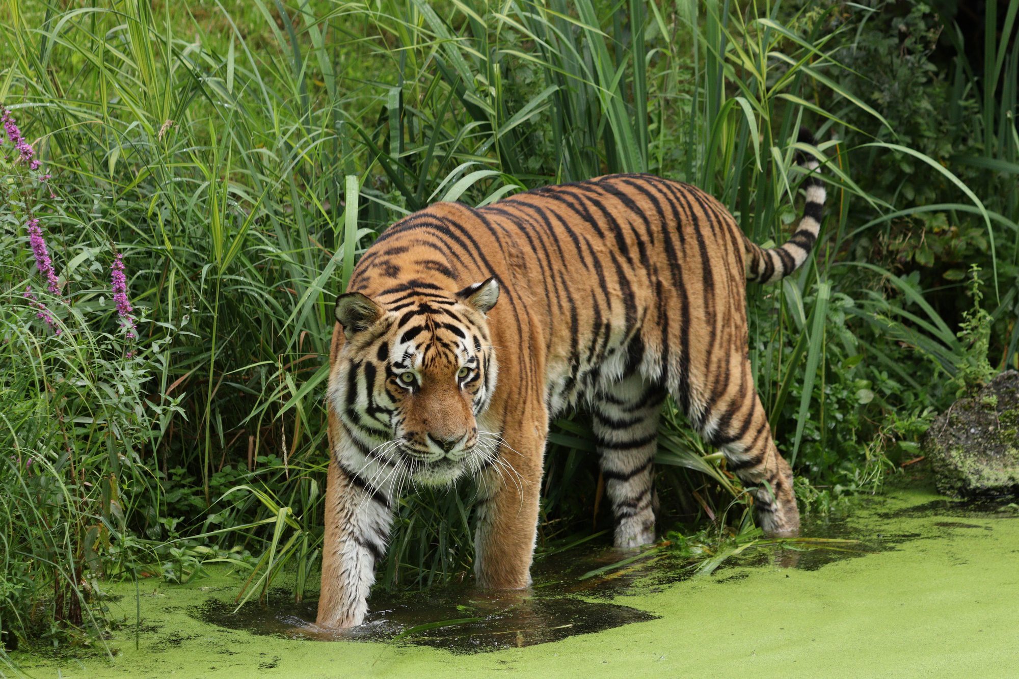Sibirischer Tiger Jegor am Wasser Tierpark Hellabrunn
