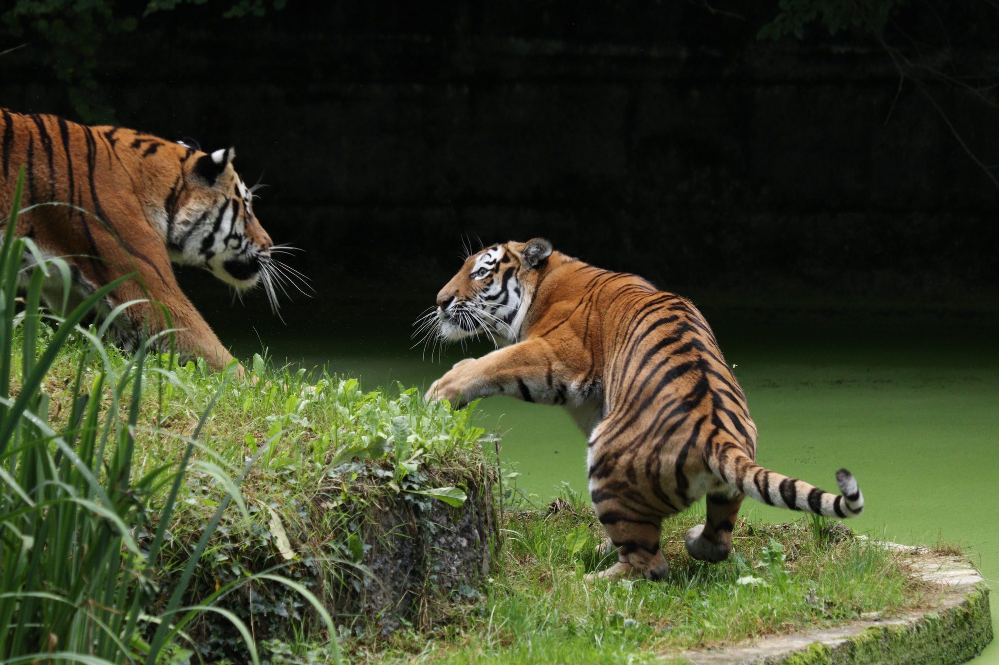 Sibirische Tiger Jegor und Ahimsa Tierpark Hellabrunn