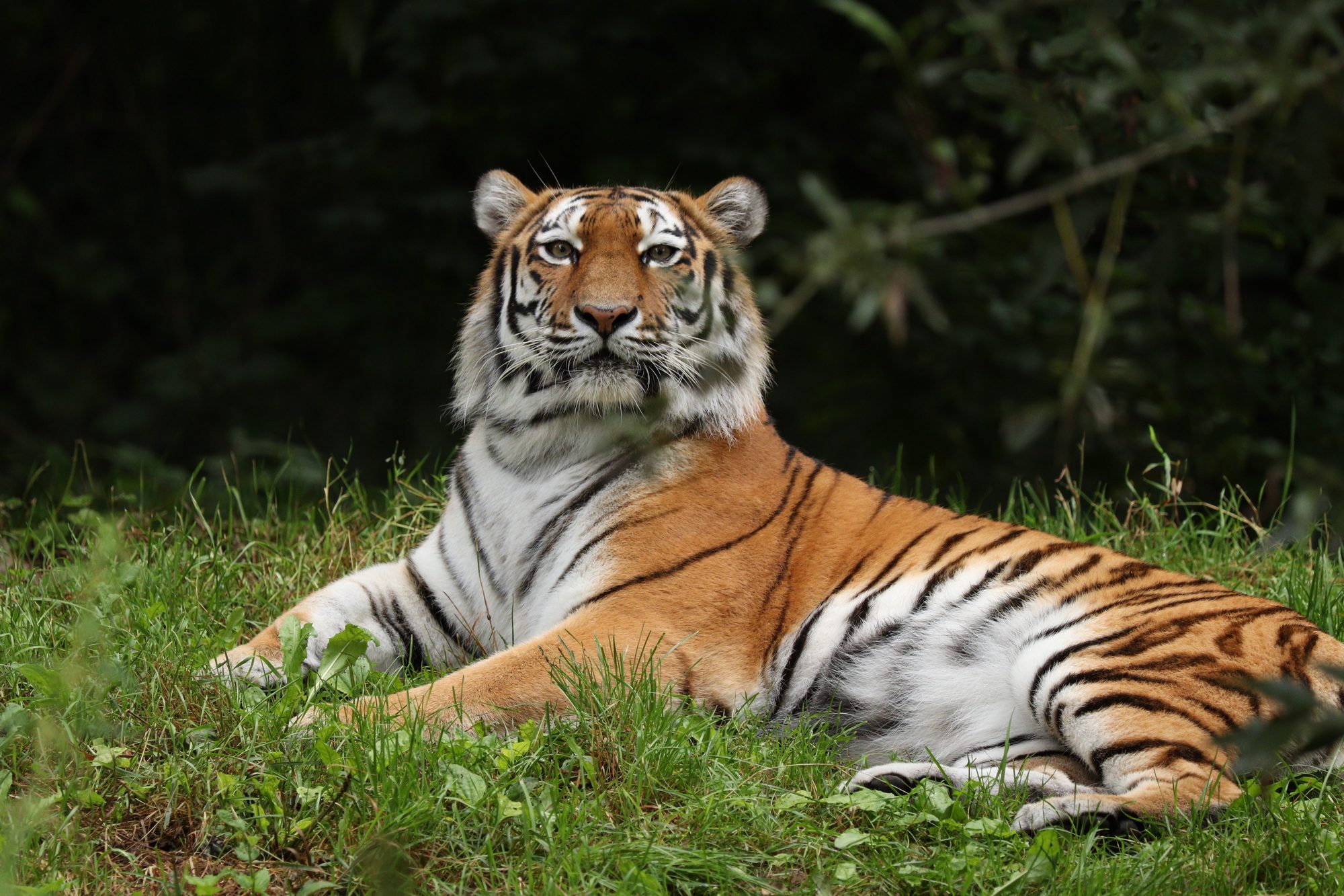 Sibirische Tigerin Ahimsa liegend Tierpark Hellabrunn