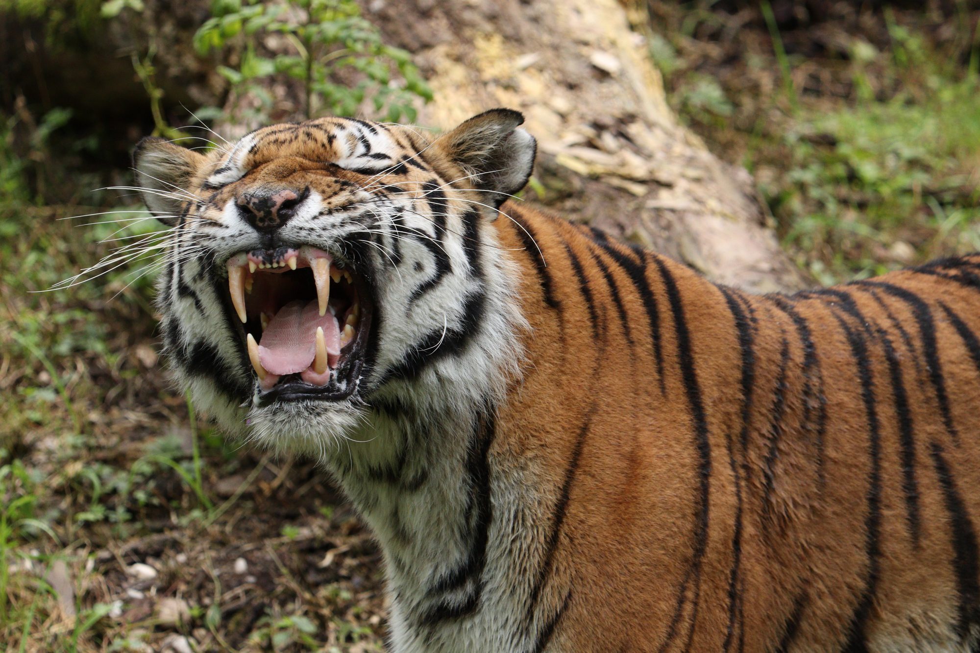 Sibirischer Tiger Jegor flehmend im Tierpark Hellabrunn