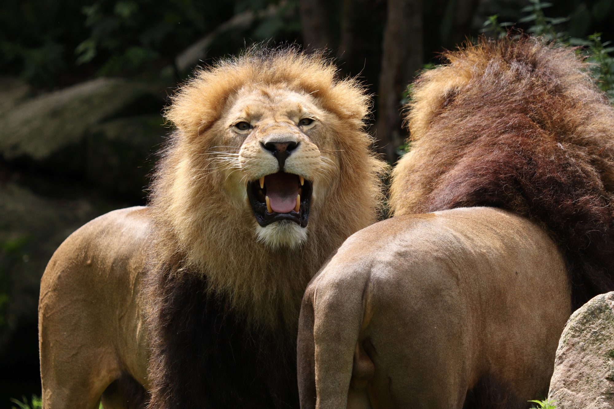 Afrikanische Löwen Benny und Max im Tierpark Hellabrunn