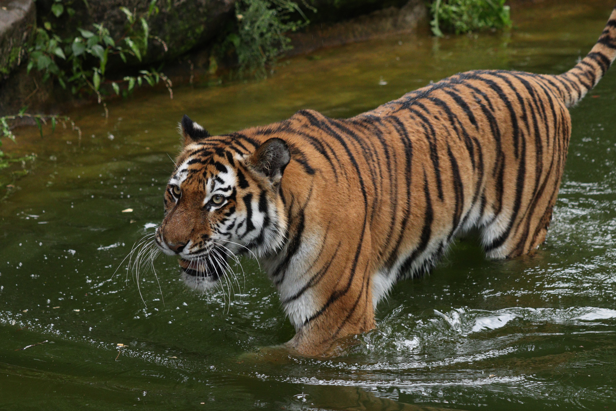 Sibirische Tigerin Katinka im Tiergarten Nürnberg im Wasser