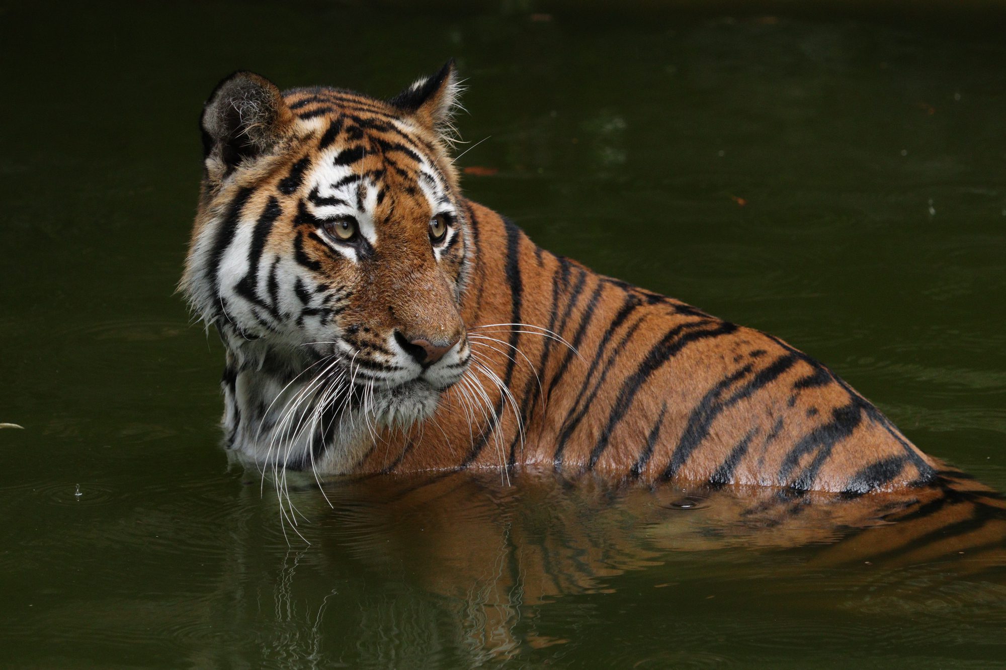 Sibirische Tigerin Katinka im Tiergarten Nürnberg im Wasser