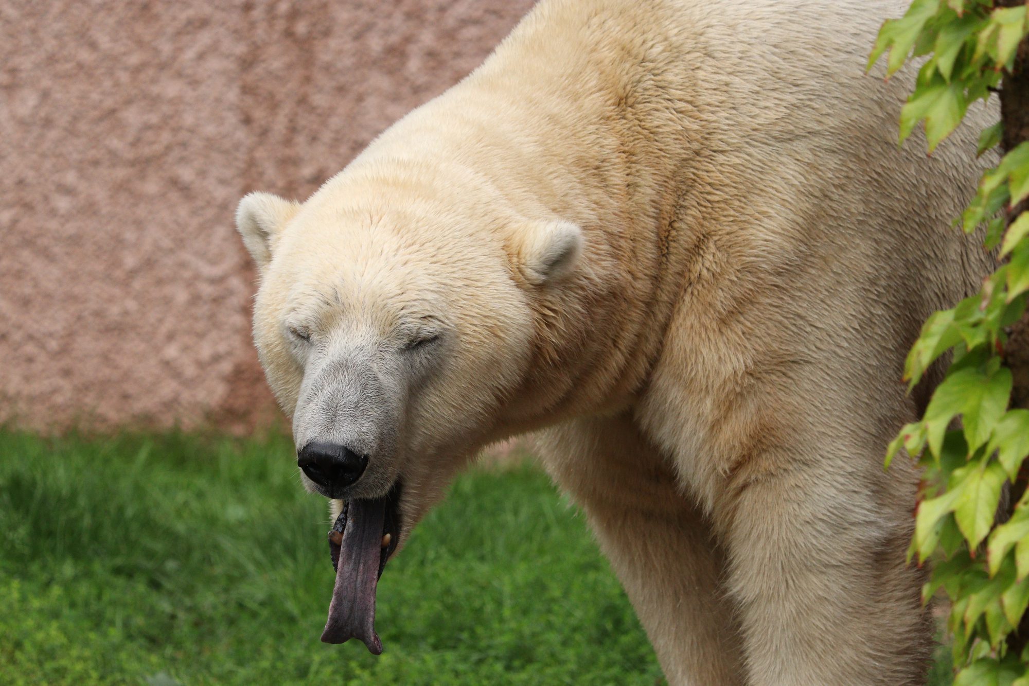 Gähnender Eisbär Nanuq im Tiergarten Nürnberg