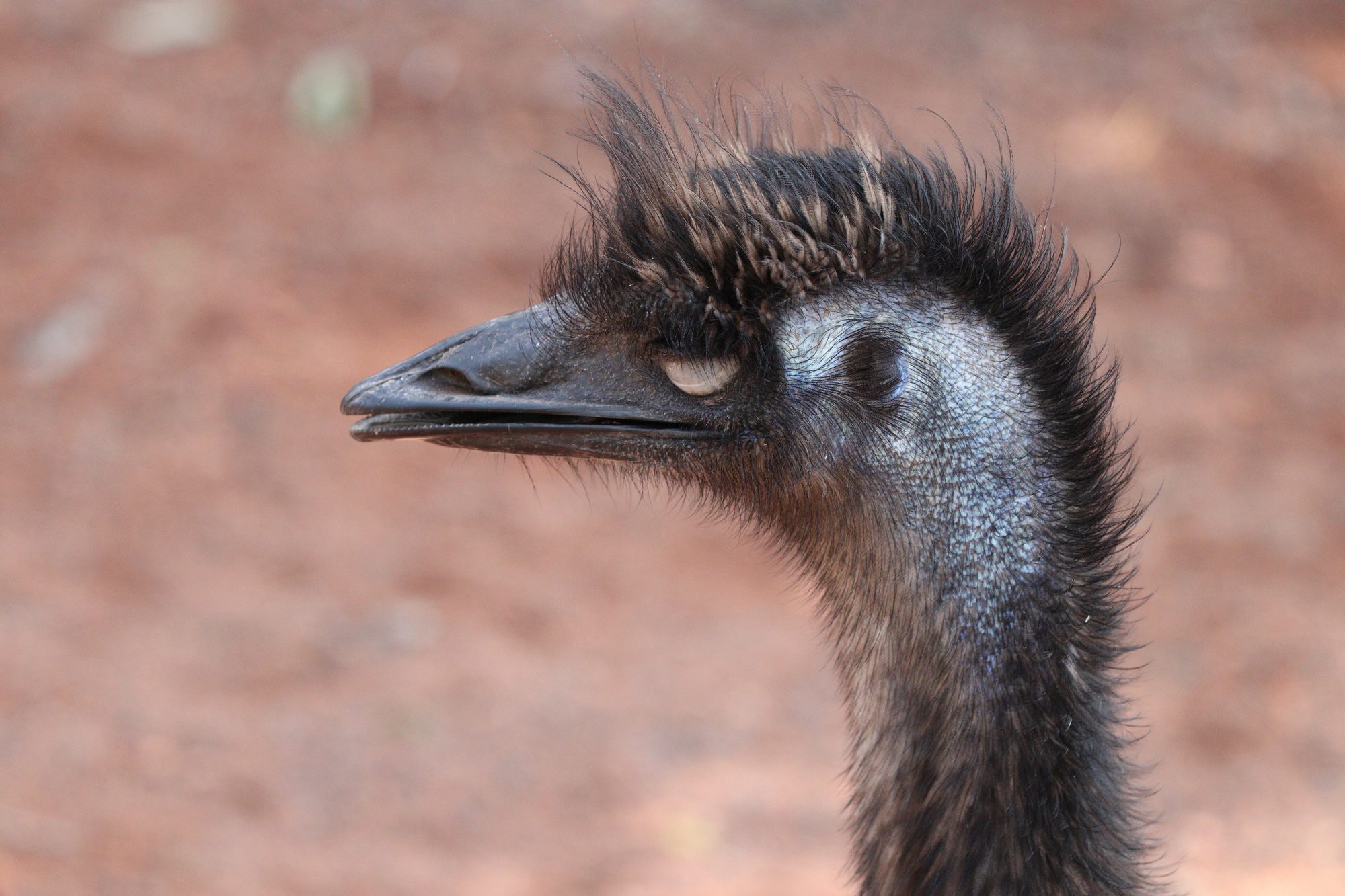 Emu im Zoo Zürich