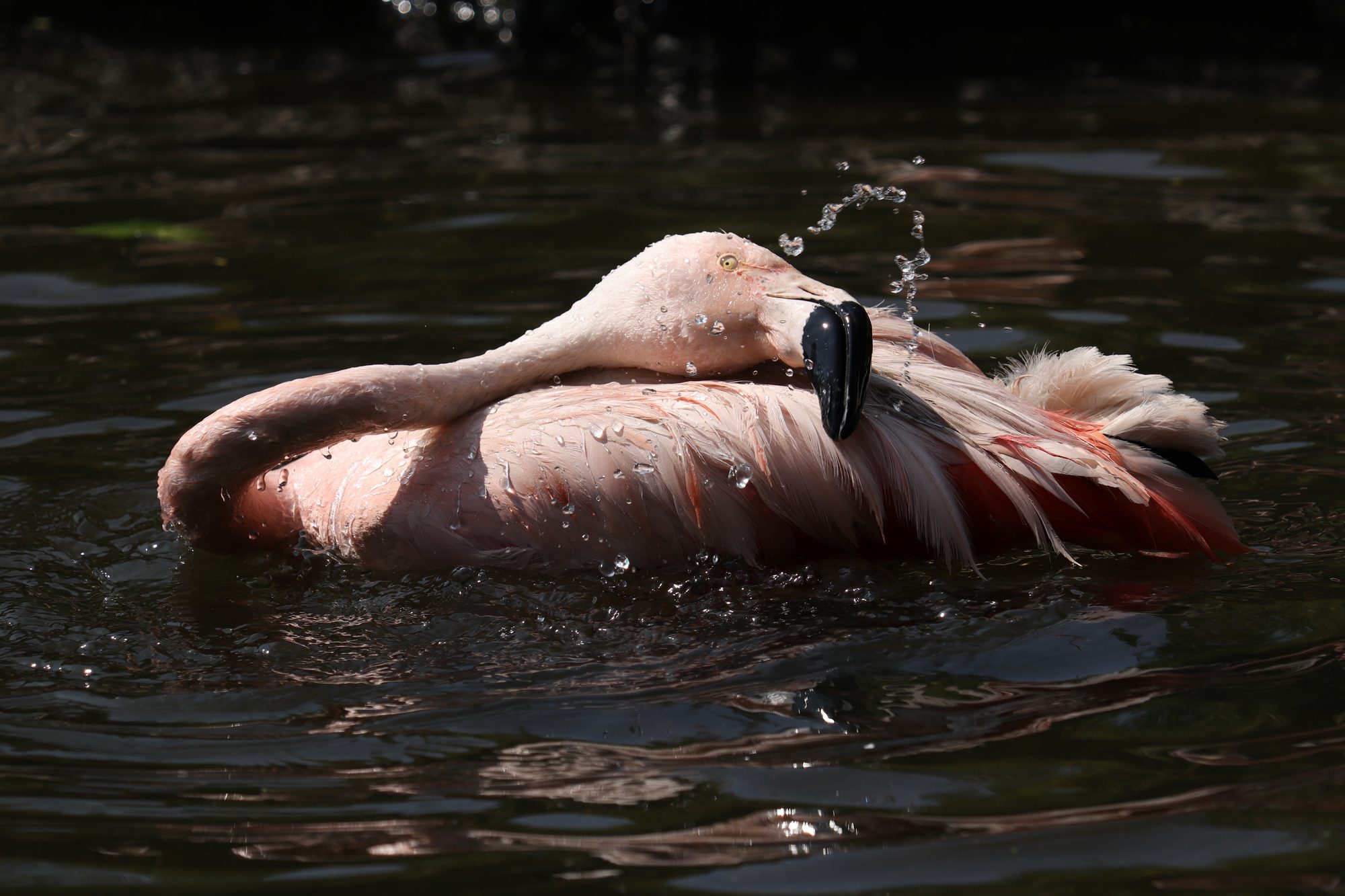 Chile-Flamingo im Zoo Zürich