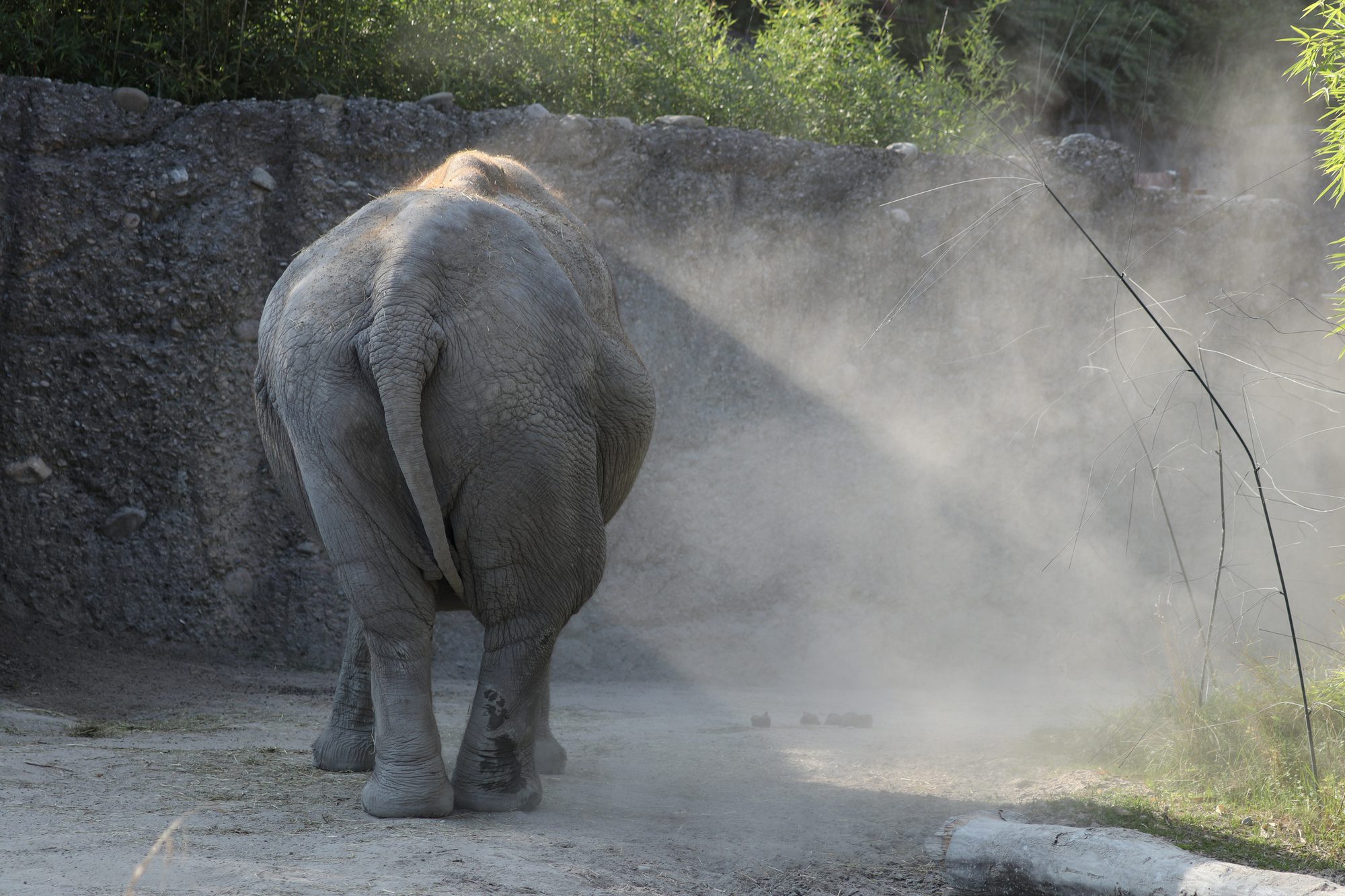 Asiatischer Elefant im Kaeng Krachan Elefantenpark im Zoo Zürich