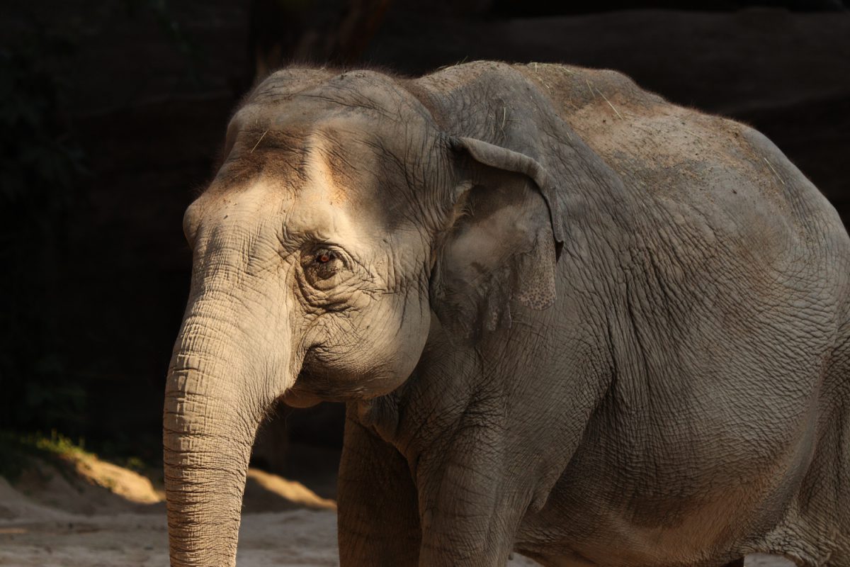 Asiatischer Elefant im Zoo Zürich