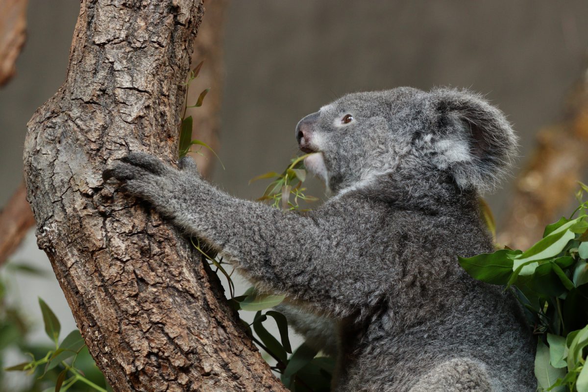Koala im Zoo Zürich