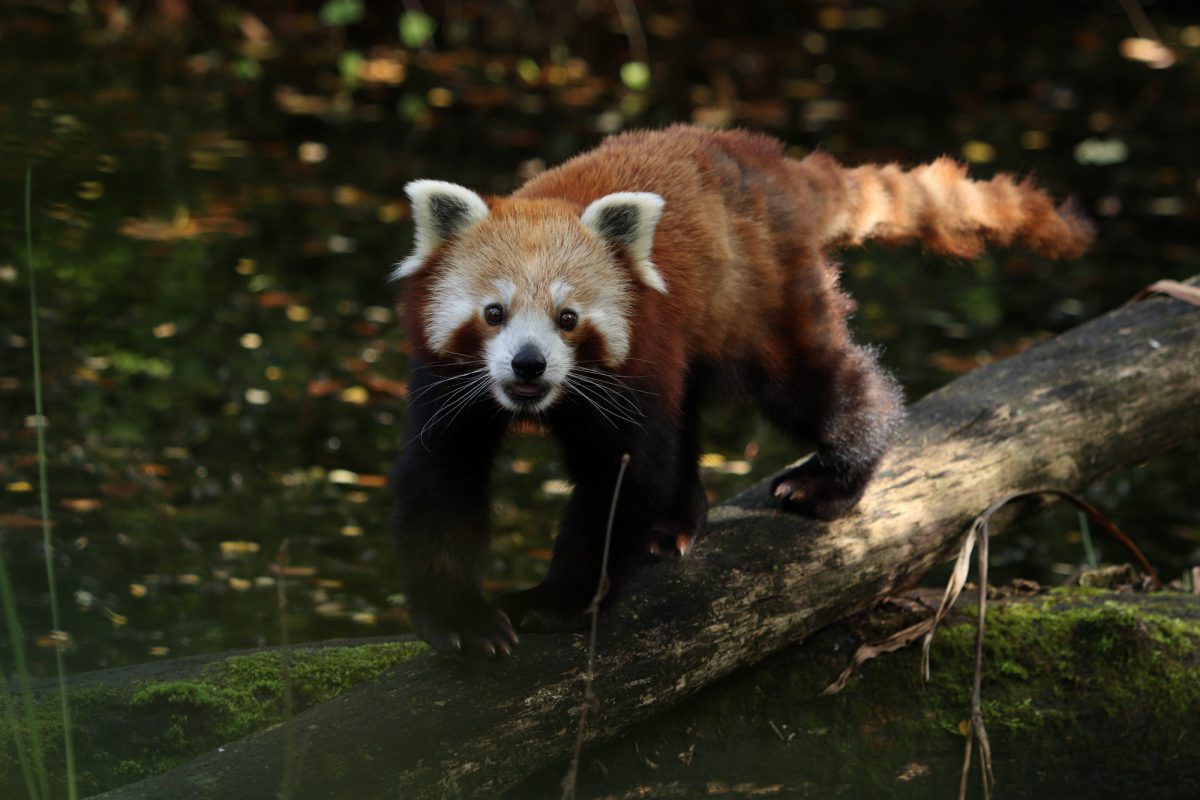 Roter Panda Justin im Tierpark Hellabrunn