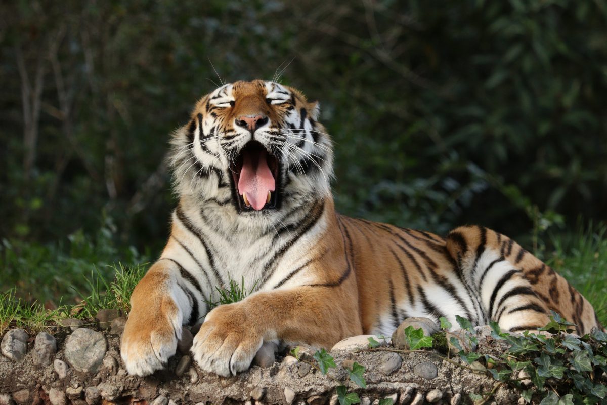 Sibirische Tigerin Ahimsa gähnend im Tierpark Hellabrunn
