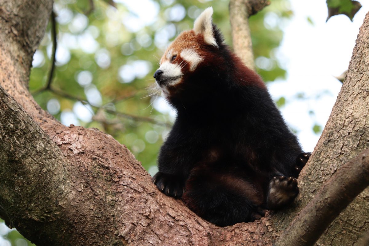 Roter Panda Miu im Tierpark Hellabrunn
