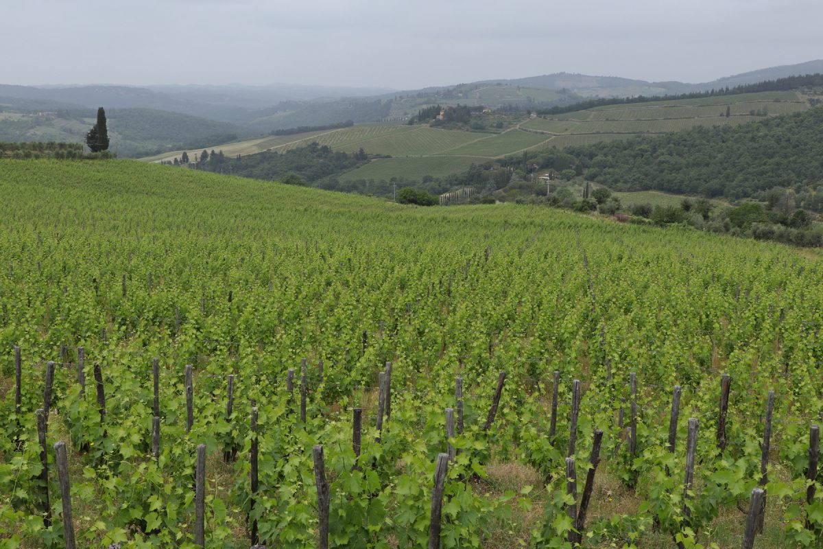 Weinberge im Chianti Toskana